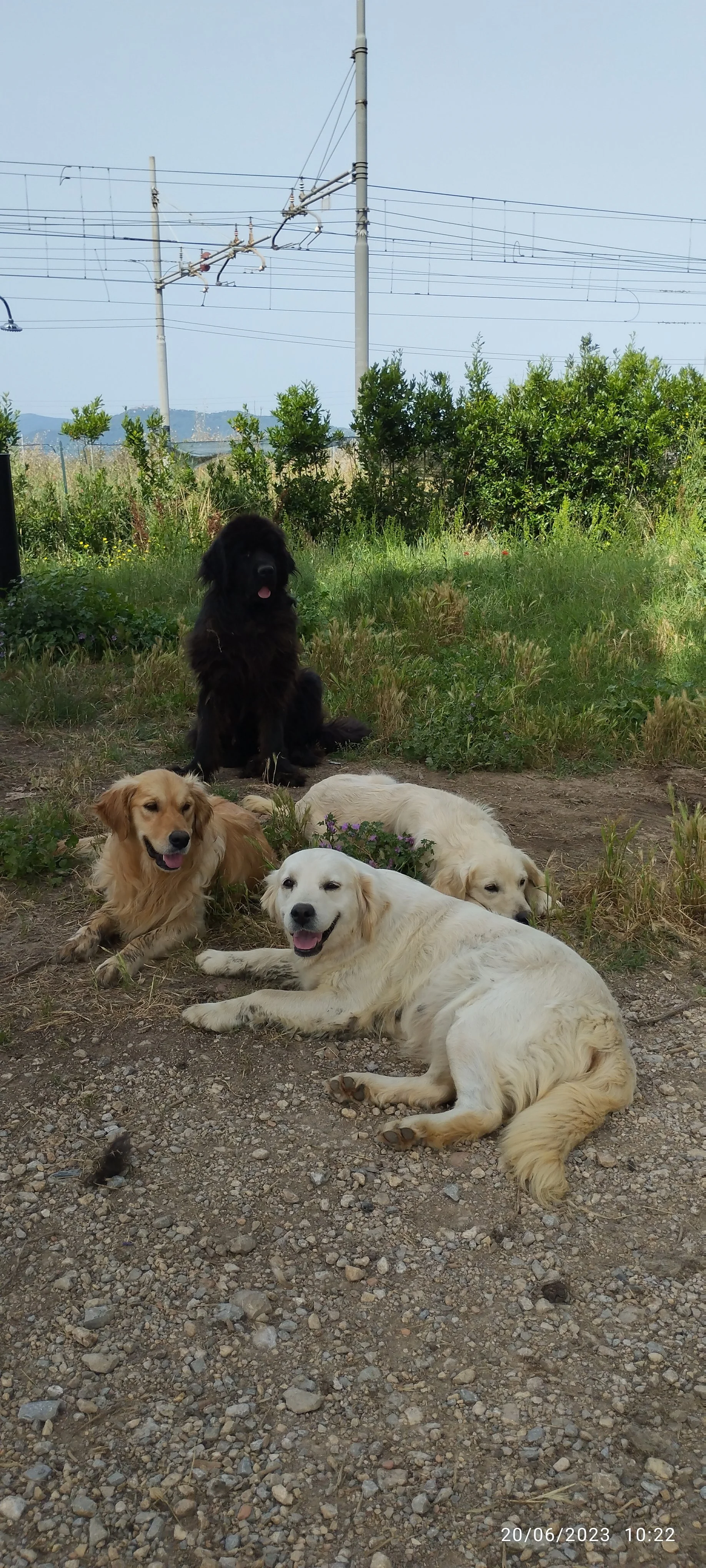 Cinque cani da riposo su un terreno sterrato conErba verde e cespugli in sfondo, con un cielo chiaro.