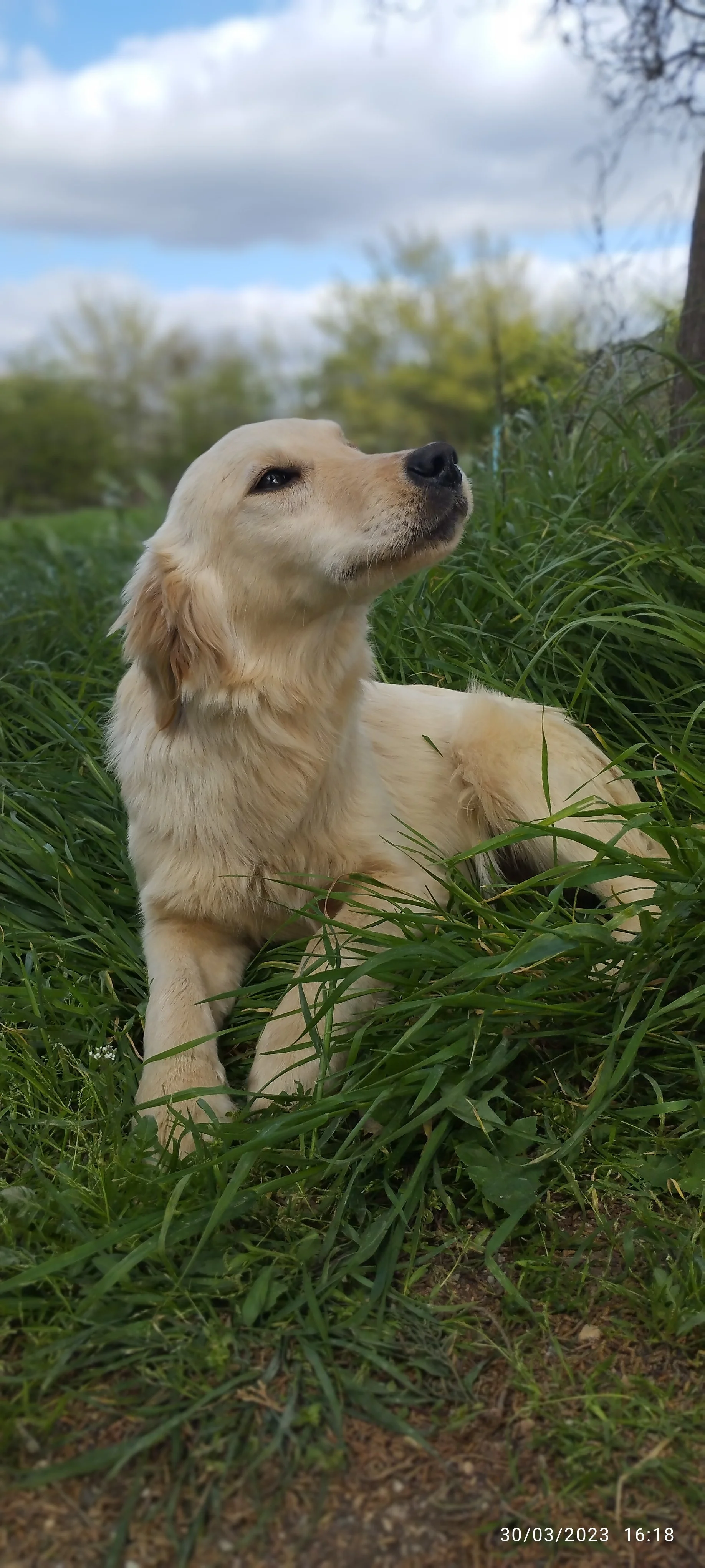 Cane da pastore di color crema e orecchie pendenti, sdraiato tra l'erba verde, con sfondo di alberi e cielo nuvoloso.