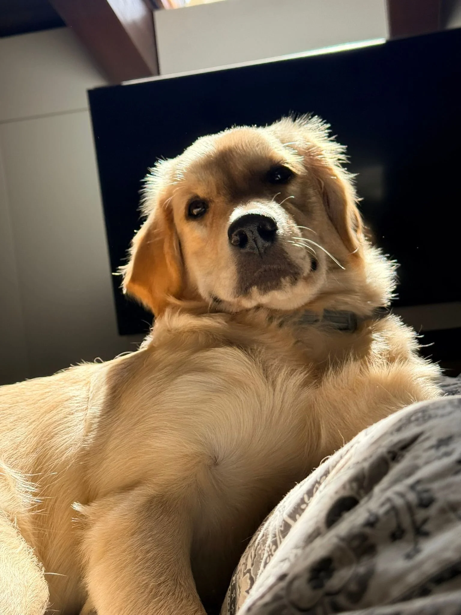 Ritratto di un cane di razza beagle con pelo corto e color crema, che guarda verso la fotocamera, sdraiato vicino a una persona con pantaloni a motivo floreale e un muro sullo sfondo.
