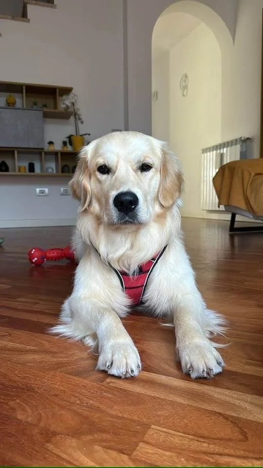Un cucciolo di cane dorato seduto sul pavimento di legno in un soggiorno, con un giocattolo rosso sul pavimento accanto a lui.