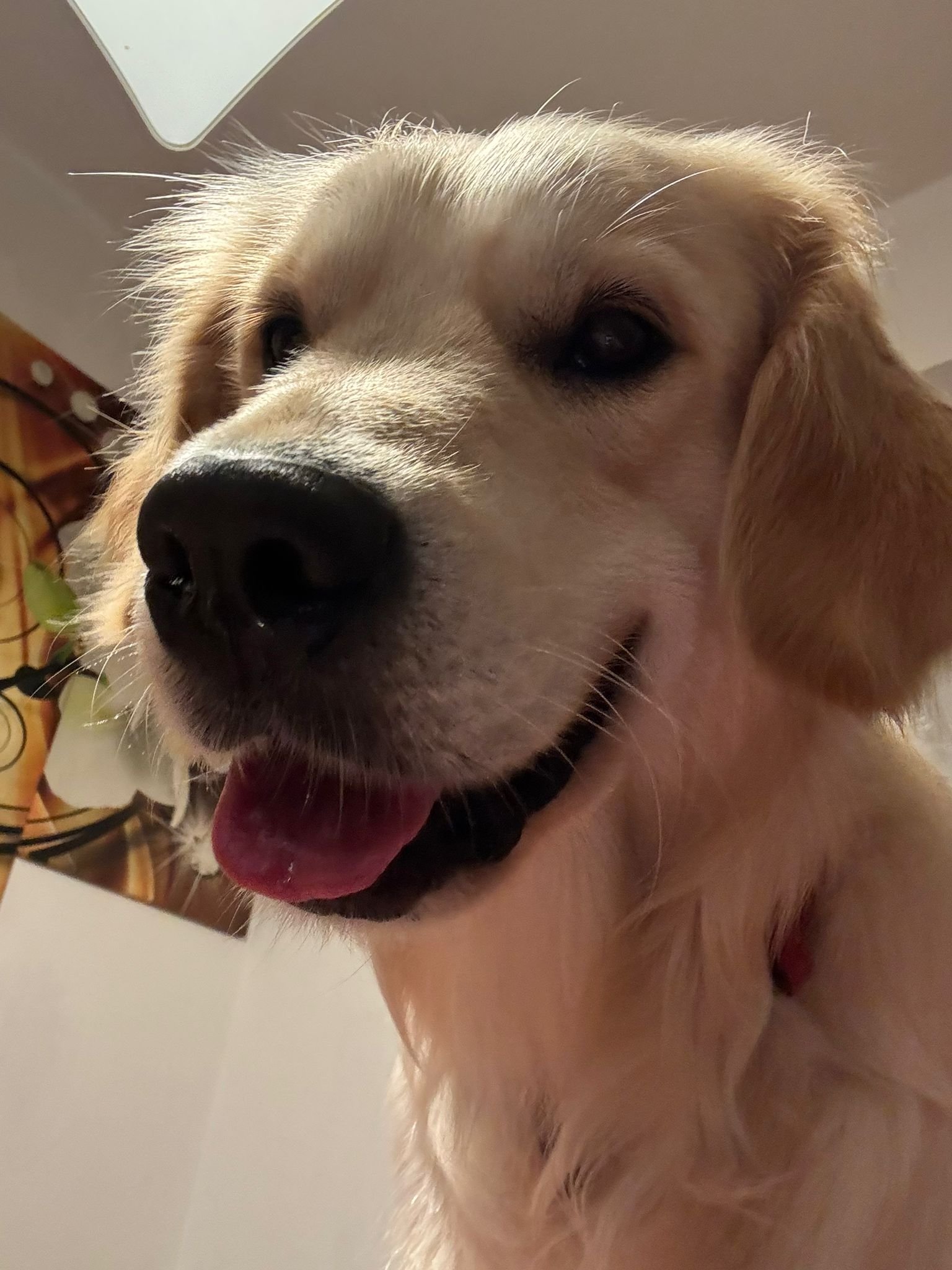 Primo piano di un cane di razza Labrador Retriever con il muso e la lingua leggermente fuori, sfondo neutro.