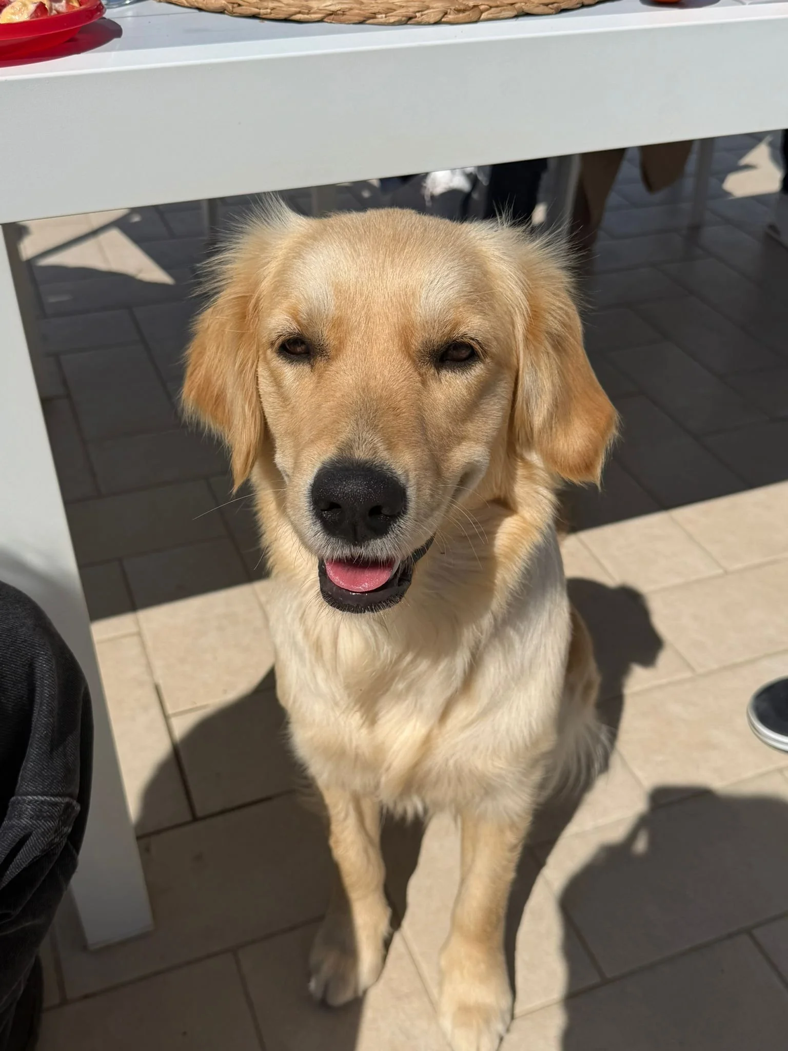 CANE GOLDEN RIT, seduto su piastrelle sotto un tavolo bianco, con lingua leggermente fuori, ambiente esterno con ombra.