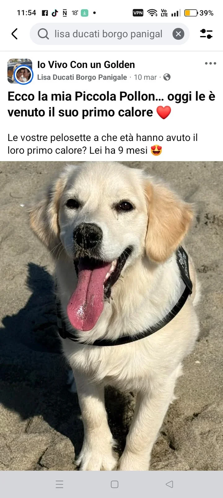 Cane golden retriever con lingua lunga e sorriso, seduto sulla spiaggia.