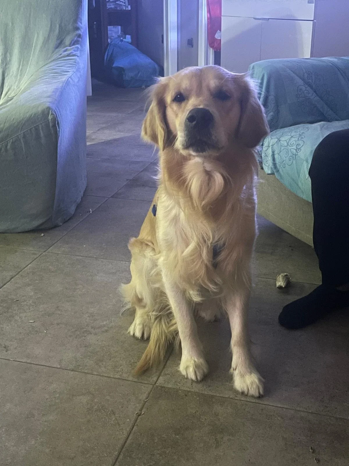 Un cane dorato seduto sul pavimento di fronte a un divano, in un interno domestico