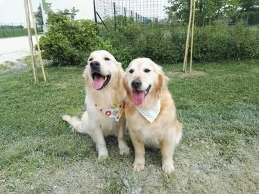 Due cani da caccia con collari che si trovano su un prato