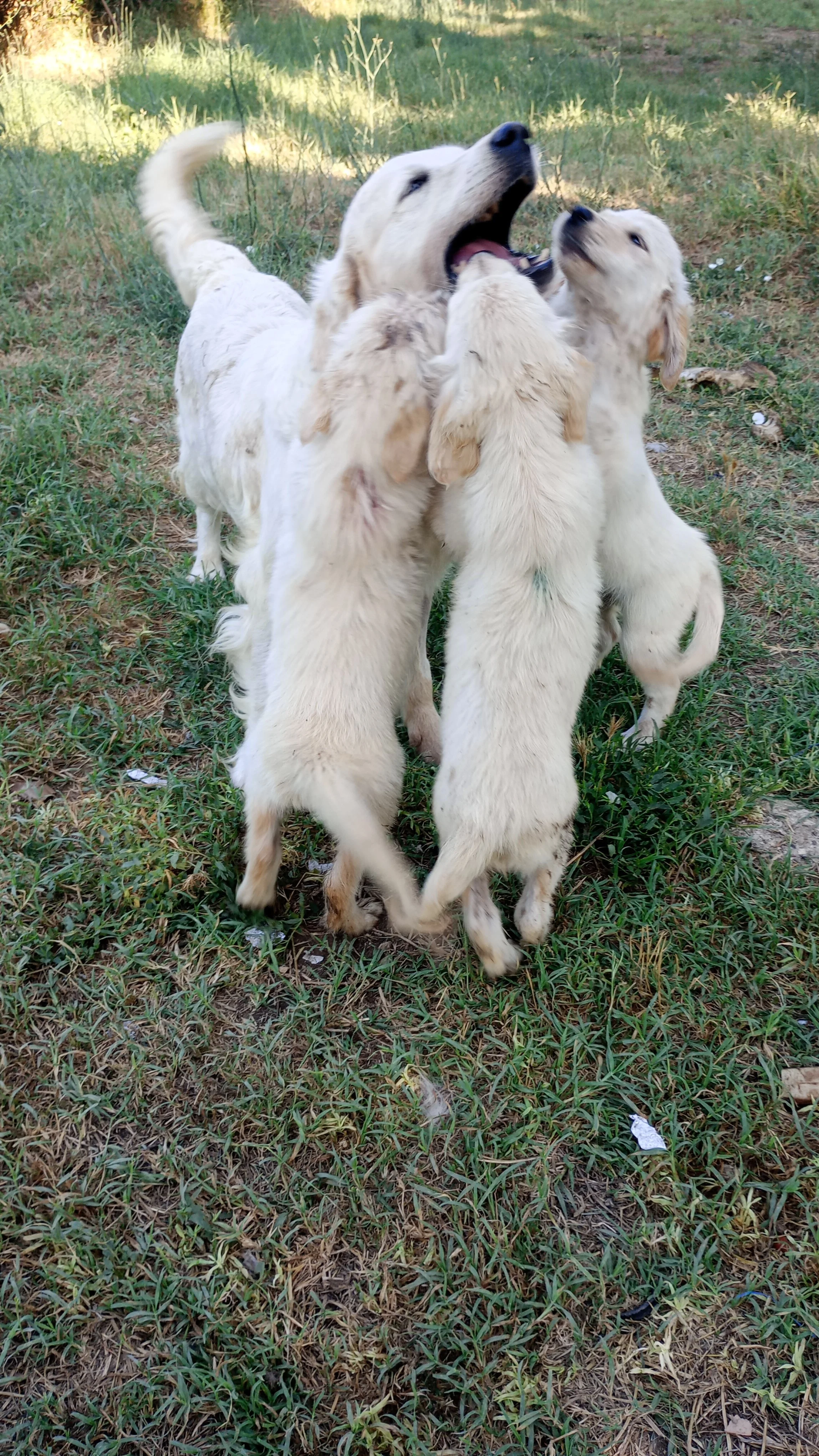 Cinque cuccioli di cane color crema giocano e si mordono tra loro su un prato erboso.