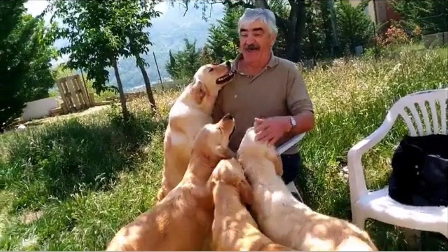 Uomo che gioca con quattro cani di razza Golden Retriever in un giardino soleggiato con alberi e sedie di plastica