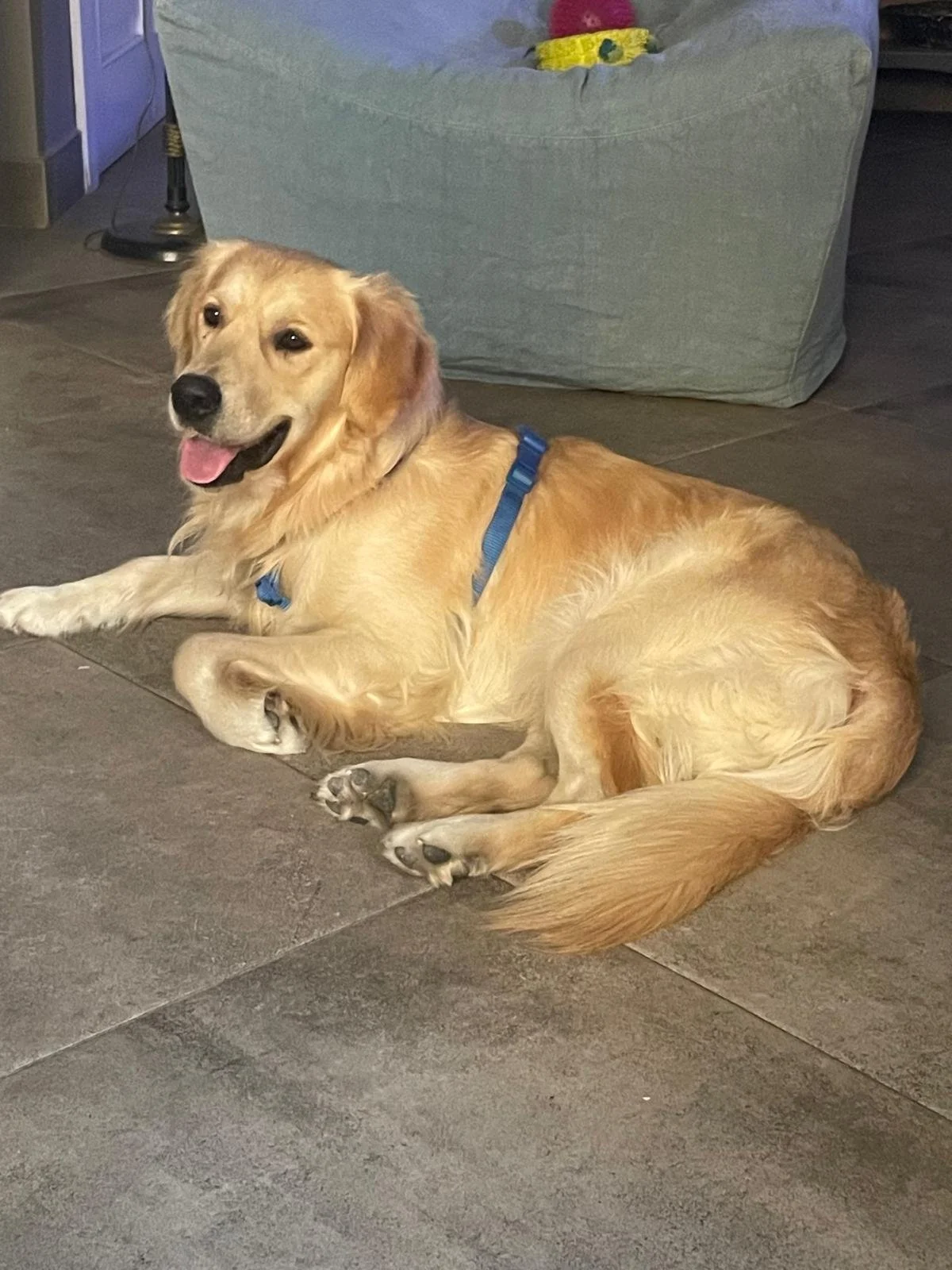 Cane dorato sdraiato sul pavimento in mattonelle, con la lingua fuori, indossa un collare blu e sorride.