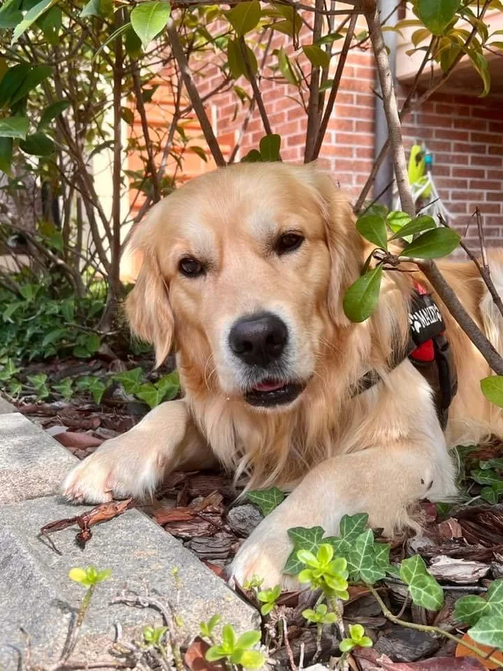 Cane di razza Golden Retriever che riposa su terra ricoperta di corteccia, circondato da piante con foglie verdi e un muro di mattoni sullo sfondo.