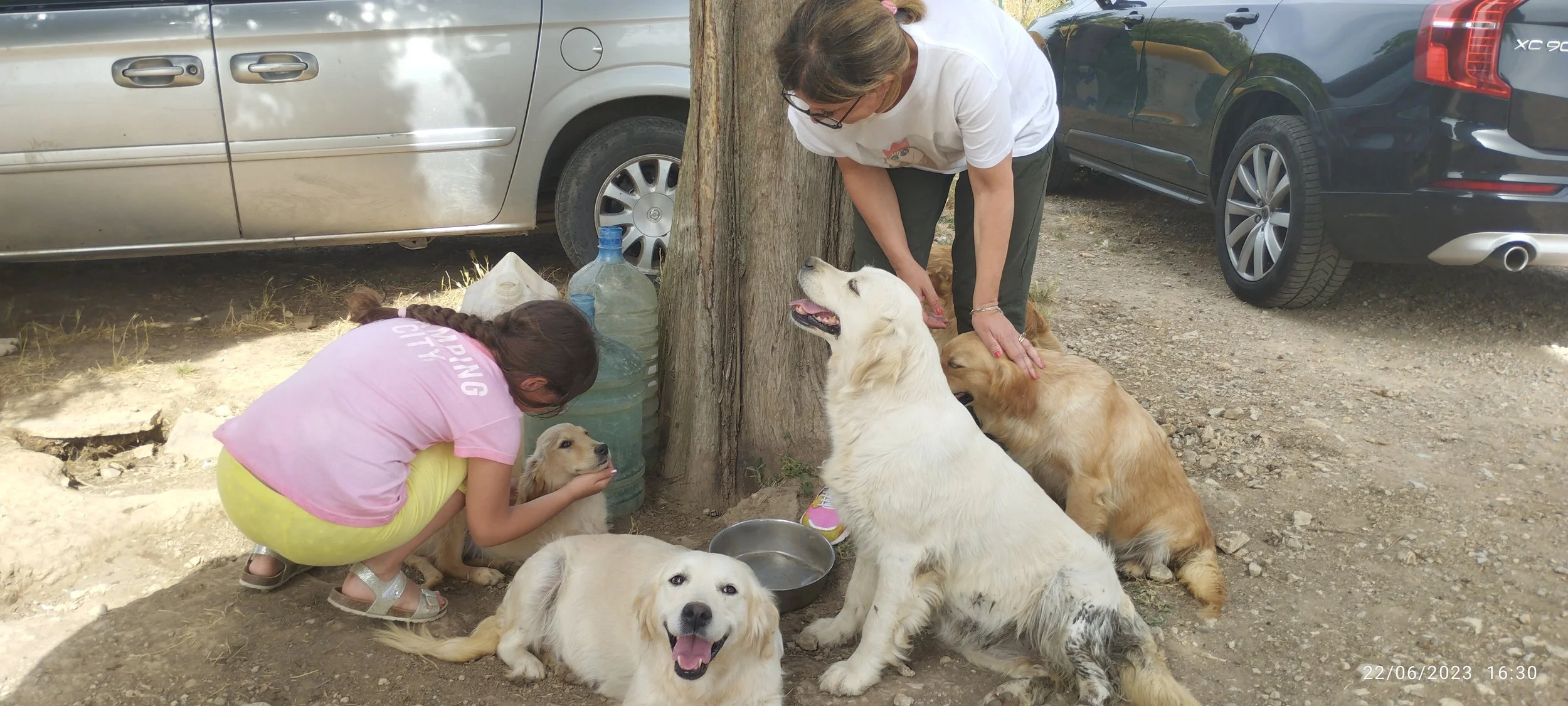 Una donna e una ragazzina interagiscono con diversi caniGolden Retriever sotto un albero, in un'area di parcheggio con auto intorno, il 22 giugno 2023 alle 16:30.