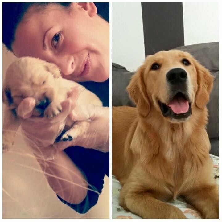 Un bambino con un cane da cucciolo sulla sinistra e un cane adulto seduto sul divano sulla destra.