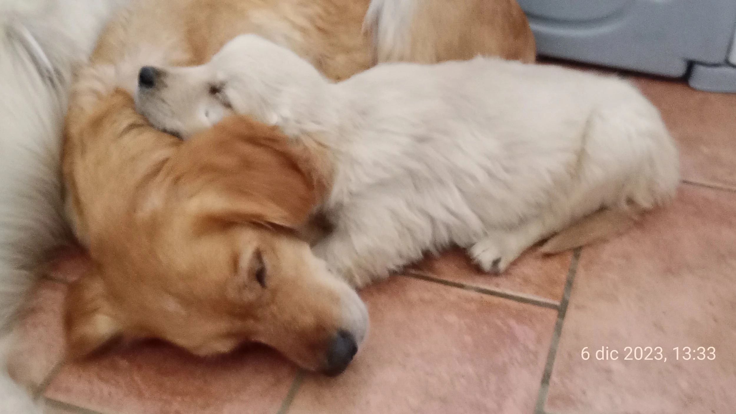 Due cani, uno bianco e lungo e uno colorato, stanno dormendo insieme sul pavimento in ceramica.