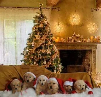 Alberi di Natale decorati con luci e ornamenti, famiglia con cuccioli di cane, alcuni con cappelli di Babbo Natale, in soggiorno caldo e accogliente.
