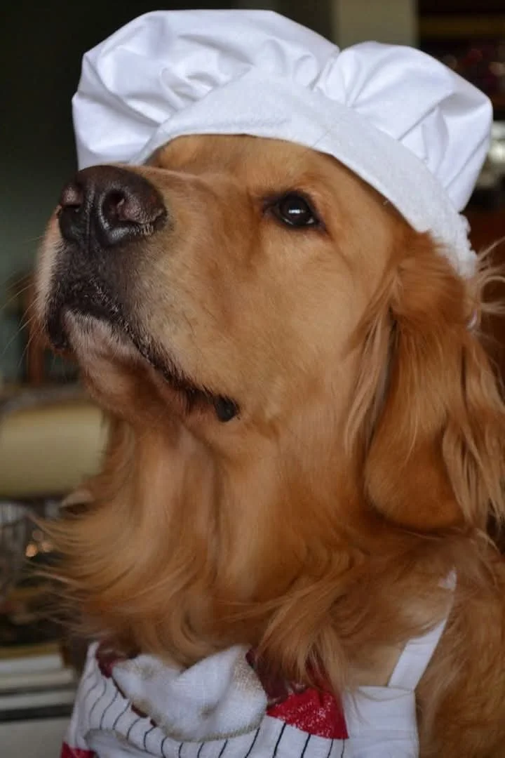 Un cane Golden Retriever indossa un cappello da chef bianco e un grembiule da cucina.