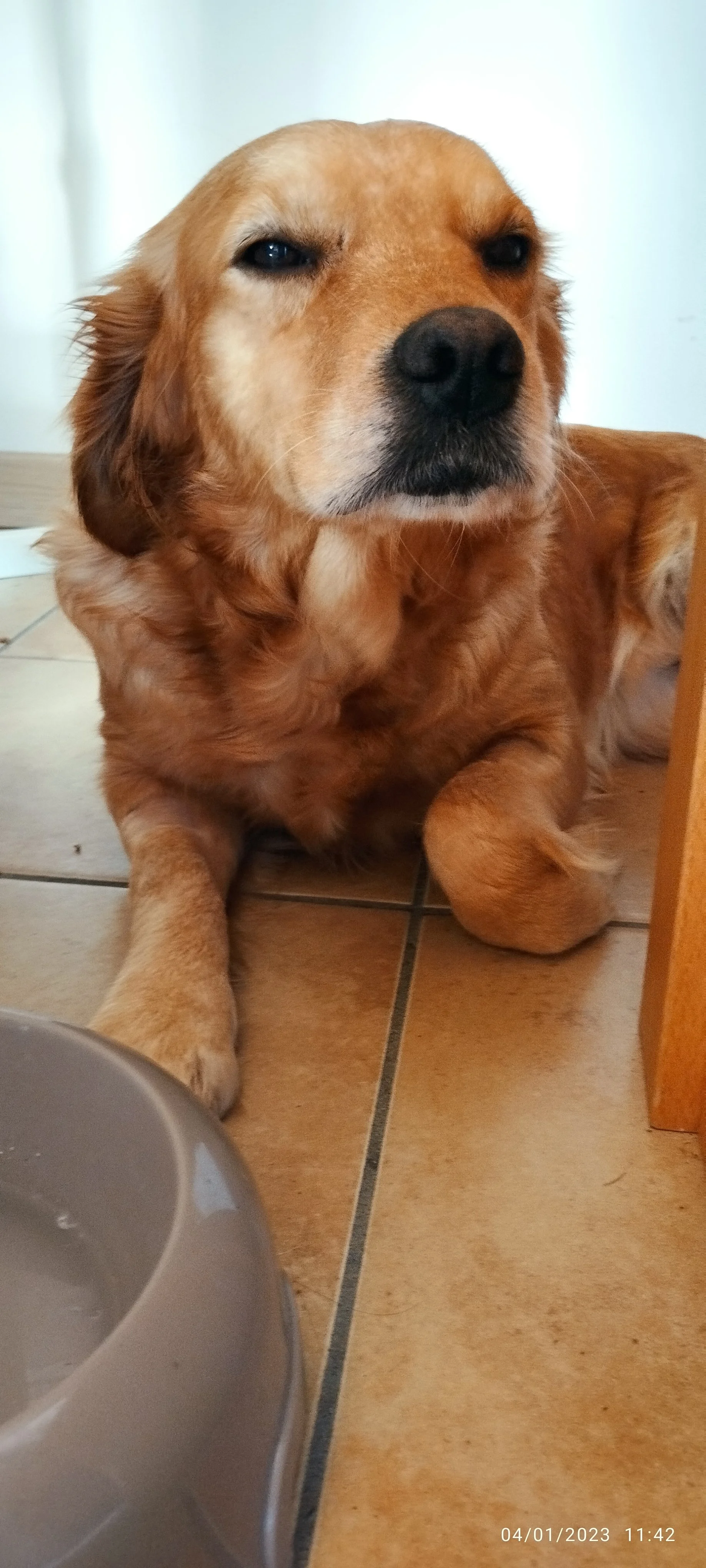 Cane di razza retriever sdraiato sul pavimento di piastrelle, con una ciotola di cibo o acqua vicina.