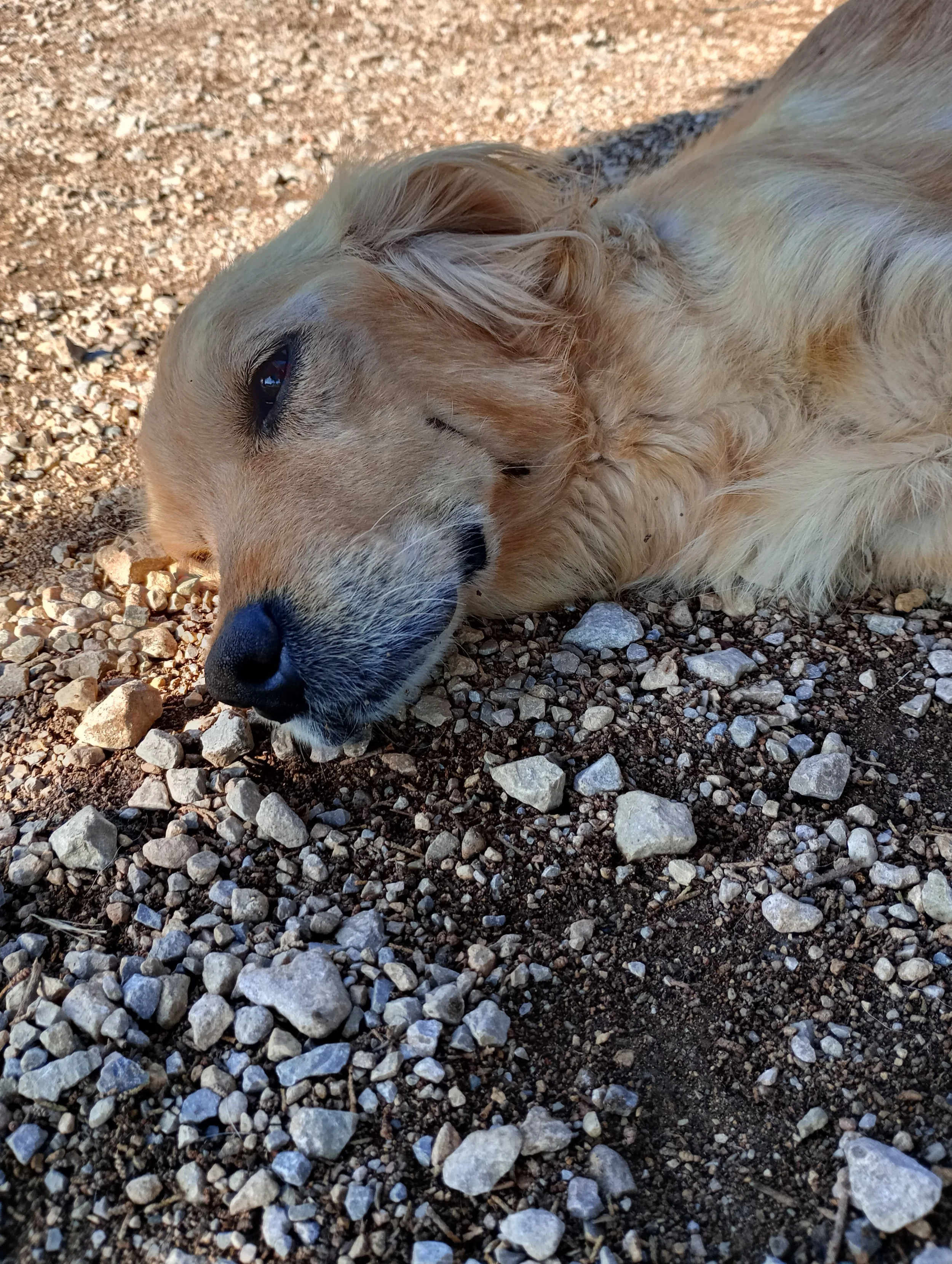 Cane dorato sdraiato su una superficie di pietre e ghiaia, che riposa con gli occhi chiusi.