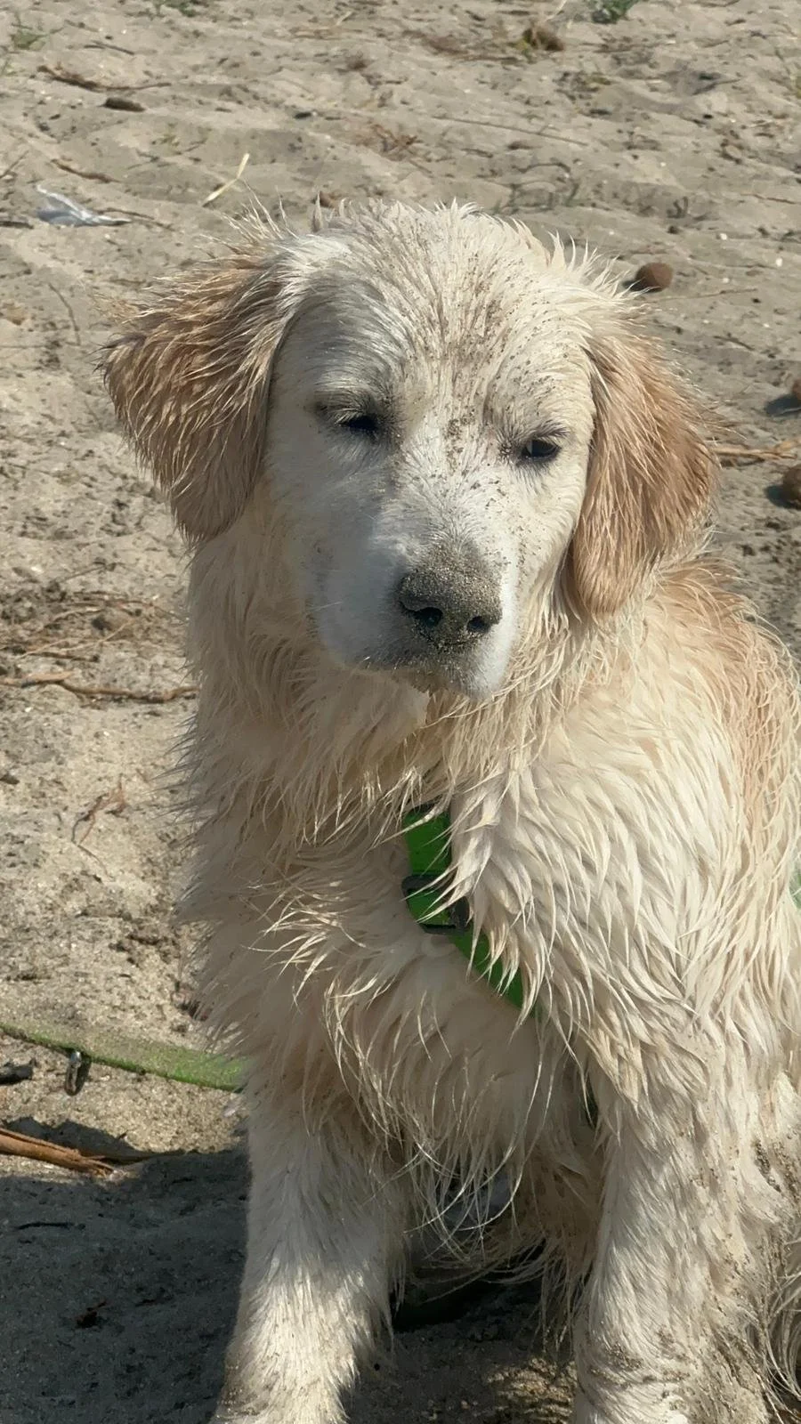Cucciolo di cane bagnato e sporco su una spiaggia di sabbia