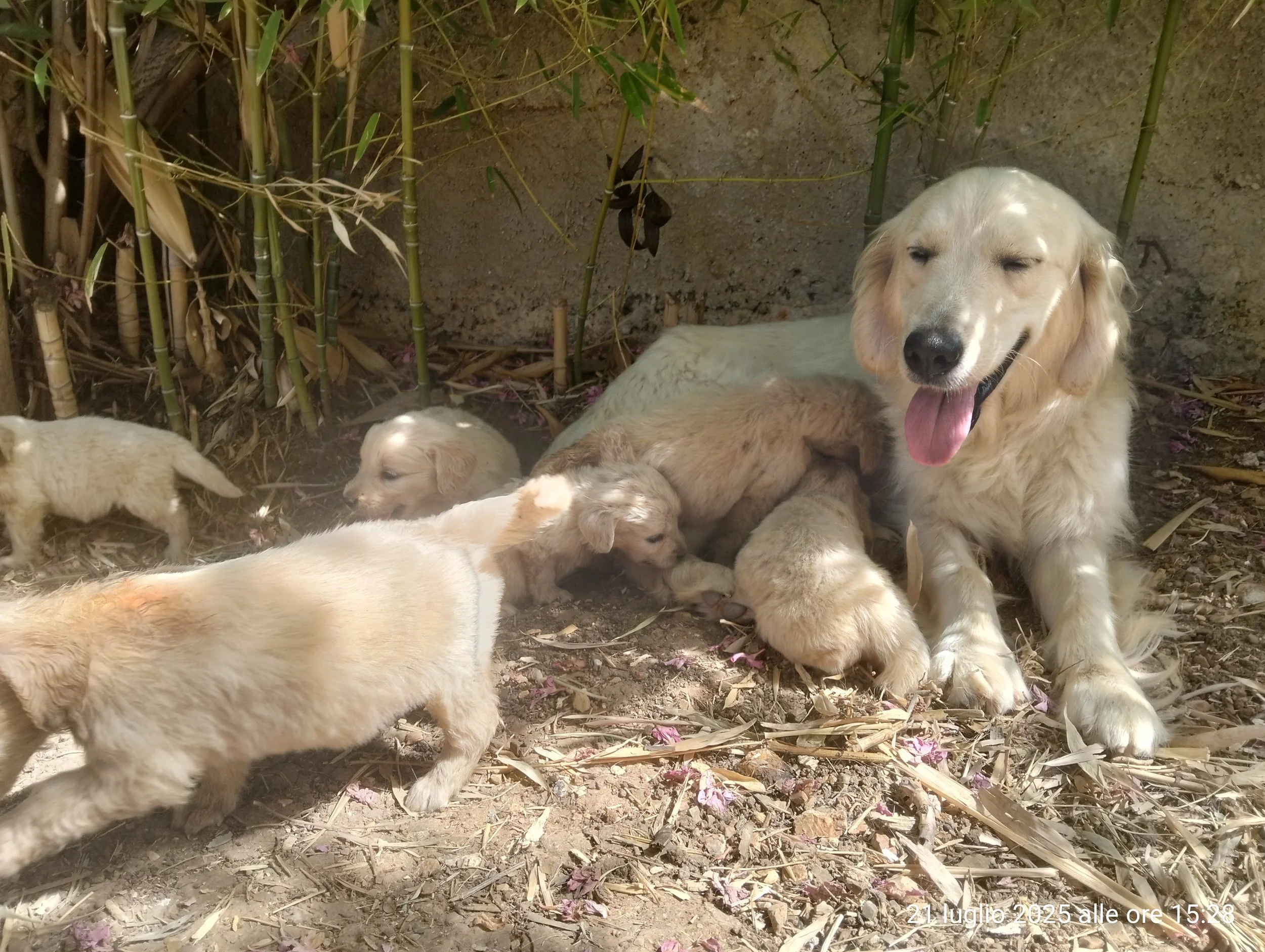 Un cane dorato sdraiato su terra, circondato da cuccioli giocosi nel sole, con piante di bambù nello sfondo.