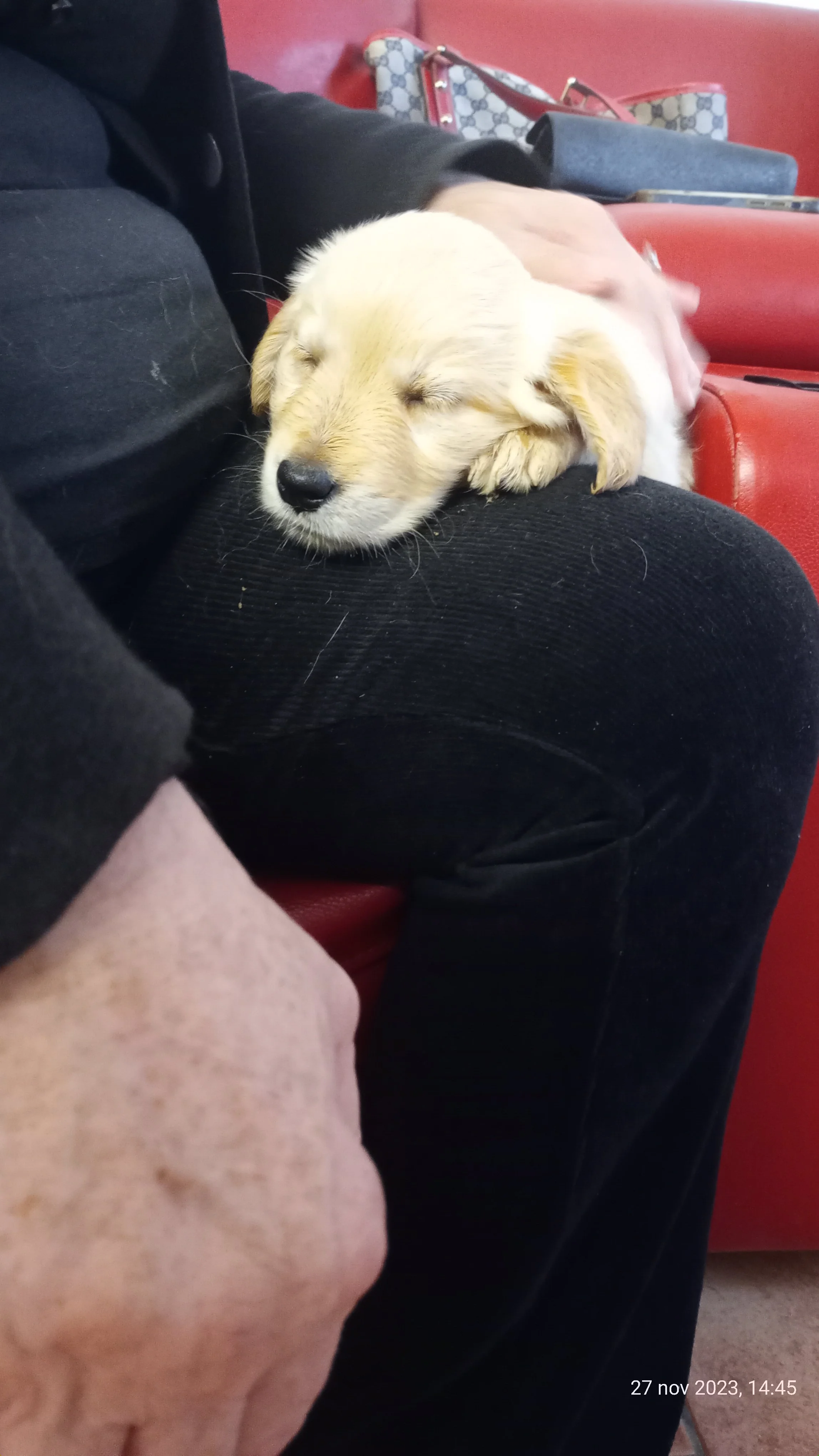 Un cane dorato chiuso con gli occhi mentre dorme appoggiato sulla gamba di una persona seduta su una sedia di colore rosso. Sullo sfondo, una borsa con motivo a fiori e una borsa grigia.