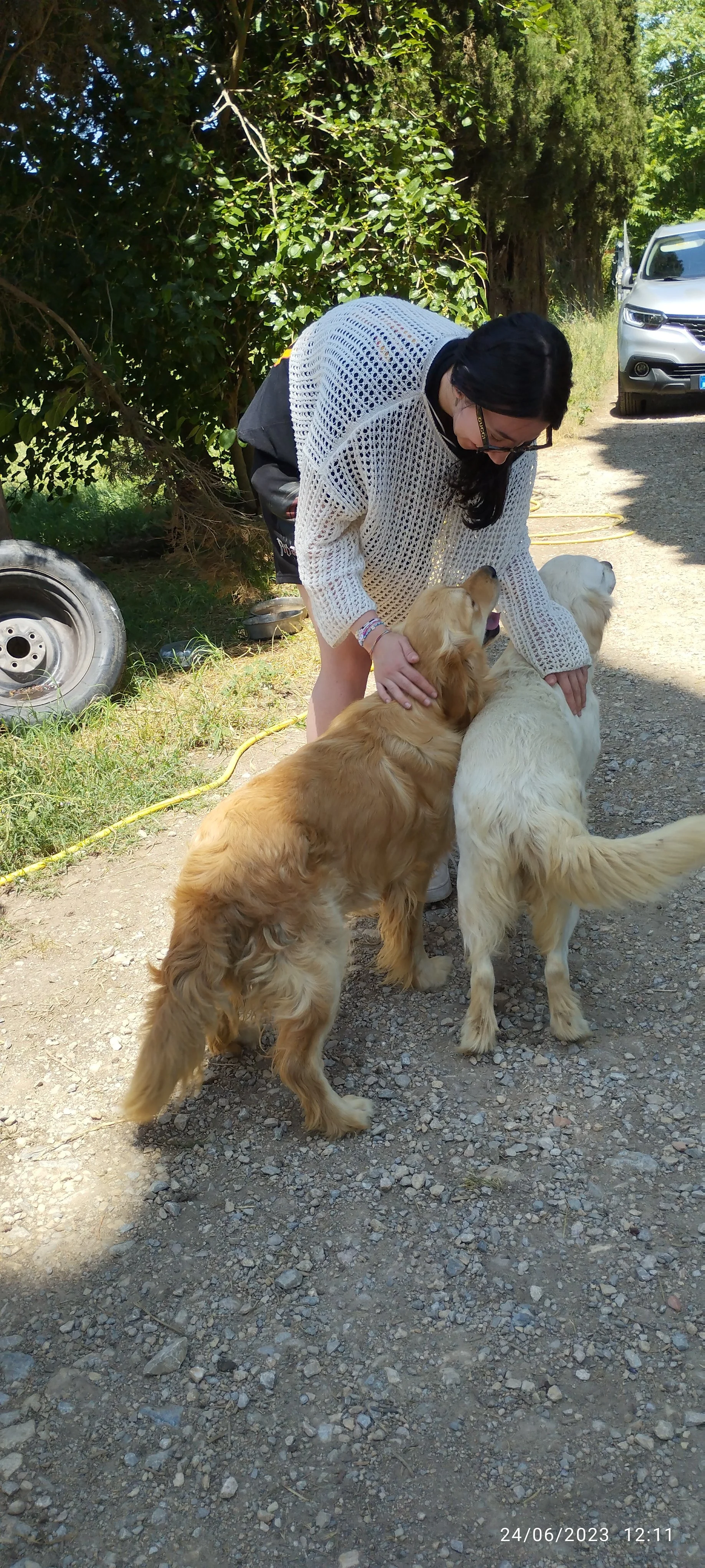 Una donna interagisce con due cani Golden Retriever in un'area all'aperto con alberi e veicoli sullo sfondo.