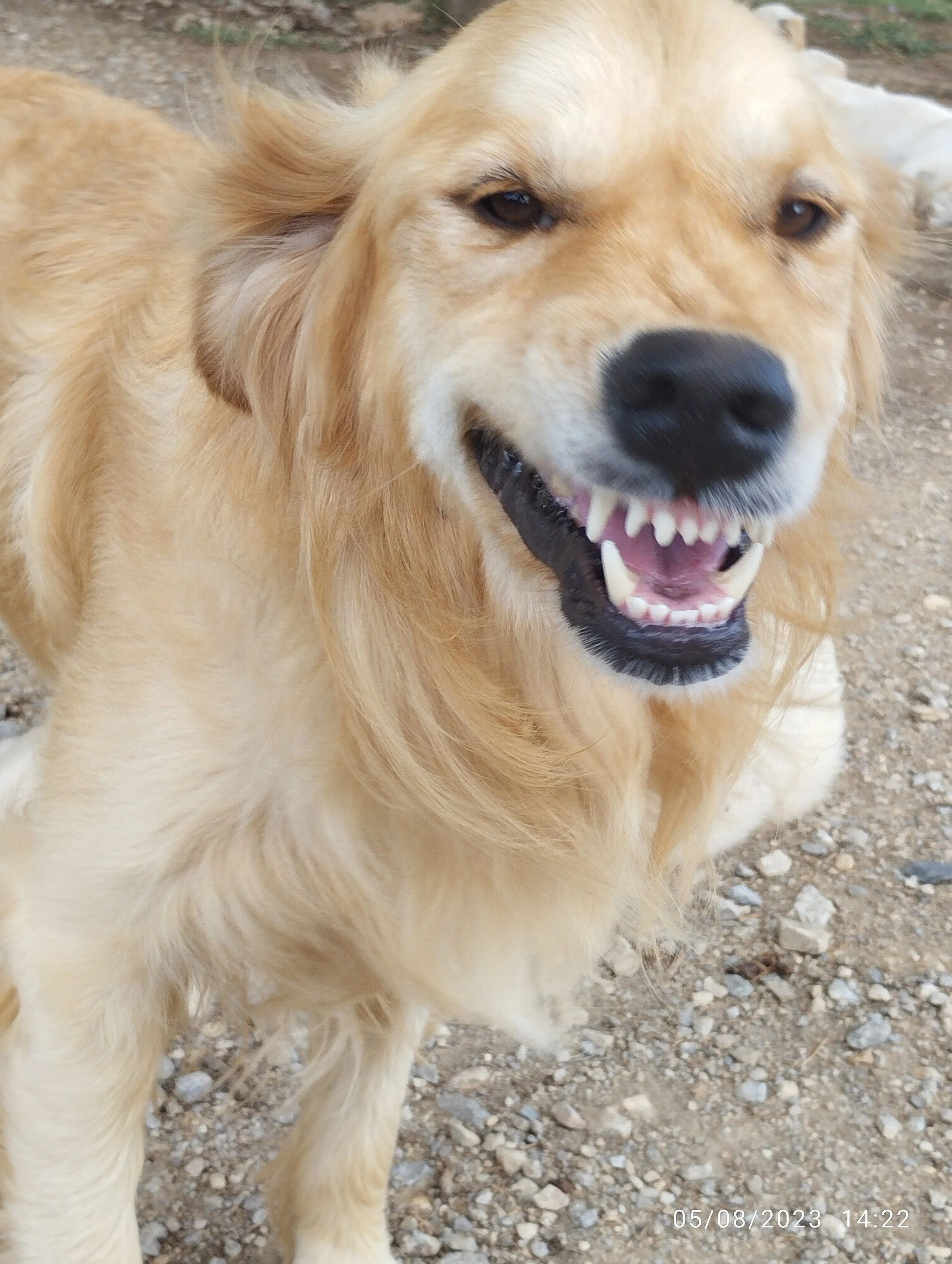 Un cane di colore dorato con orecchie lunghe e occhi marroni, che sorride con la bocca aperta, visibile su un terreno di pietre. La data e l'ora sono visibili in basso a destra dell'immagine.