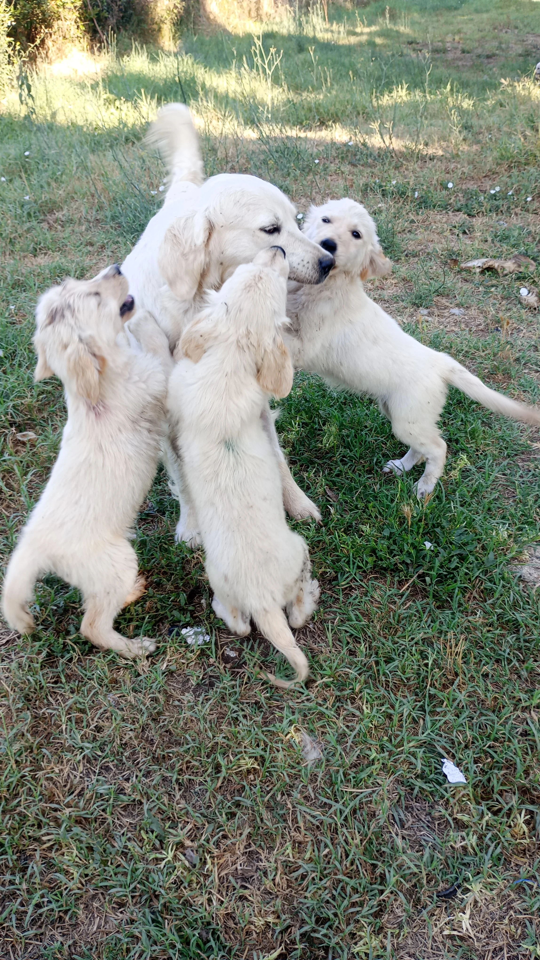 Cinque cuccioli di cane bianchi che giocano attorno a un cane adulto, probabilmente la loro madre, in un'area erbosa con alberi sullo sfondo.