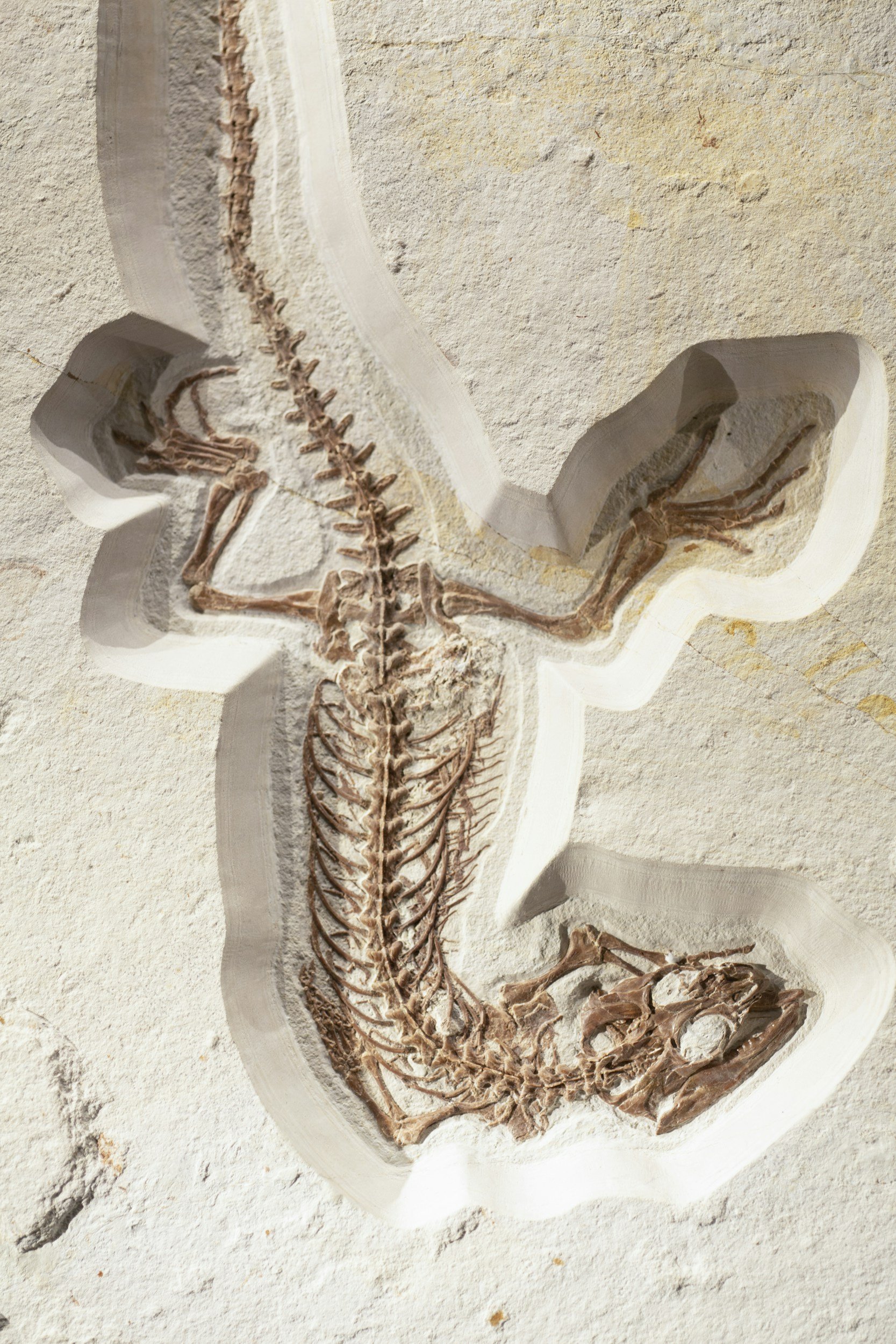 A fossilized skeleton of a dinosaur embedded in a light-colored rock surface.