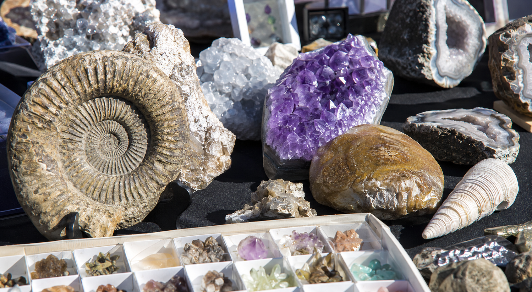 Discover Tucson’s Fossil &amp; Mineral Alley Show 2027