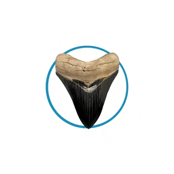 Close-up of a shark tooth, with a part of the jaw visible, inside a circular frame.