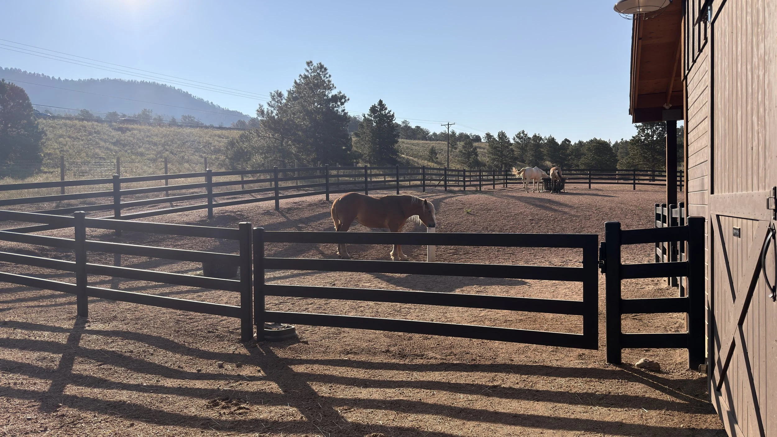 Buckely black steel horse fence gate