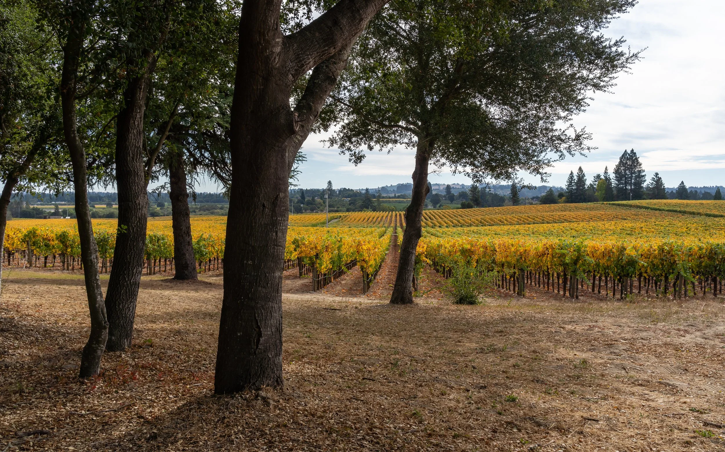 A vineyard with rows of grapevines in autumn colors. Large trees with dark trunks are in the foreground. The sky is overcast, and distant hills with trees are in the background.