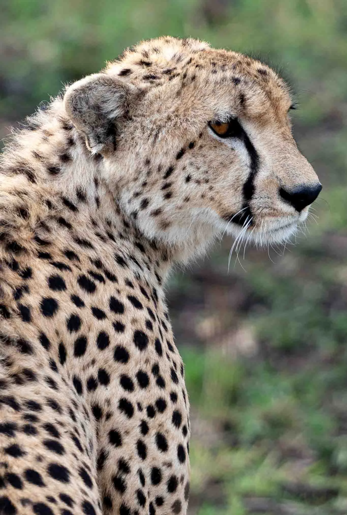 safari-5.JPG