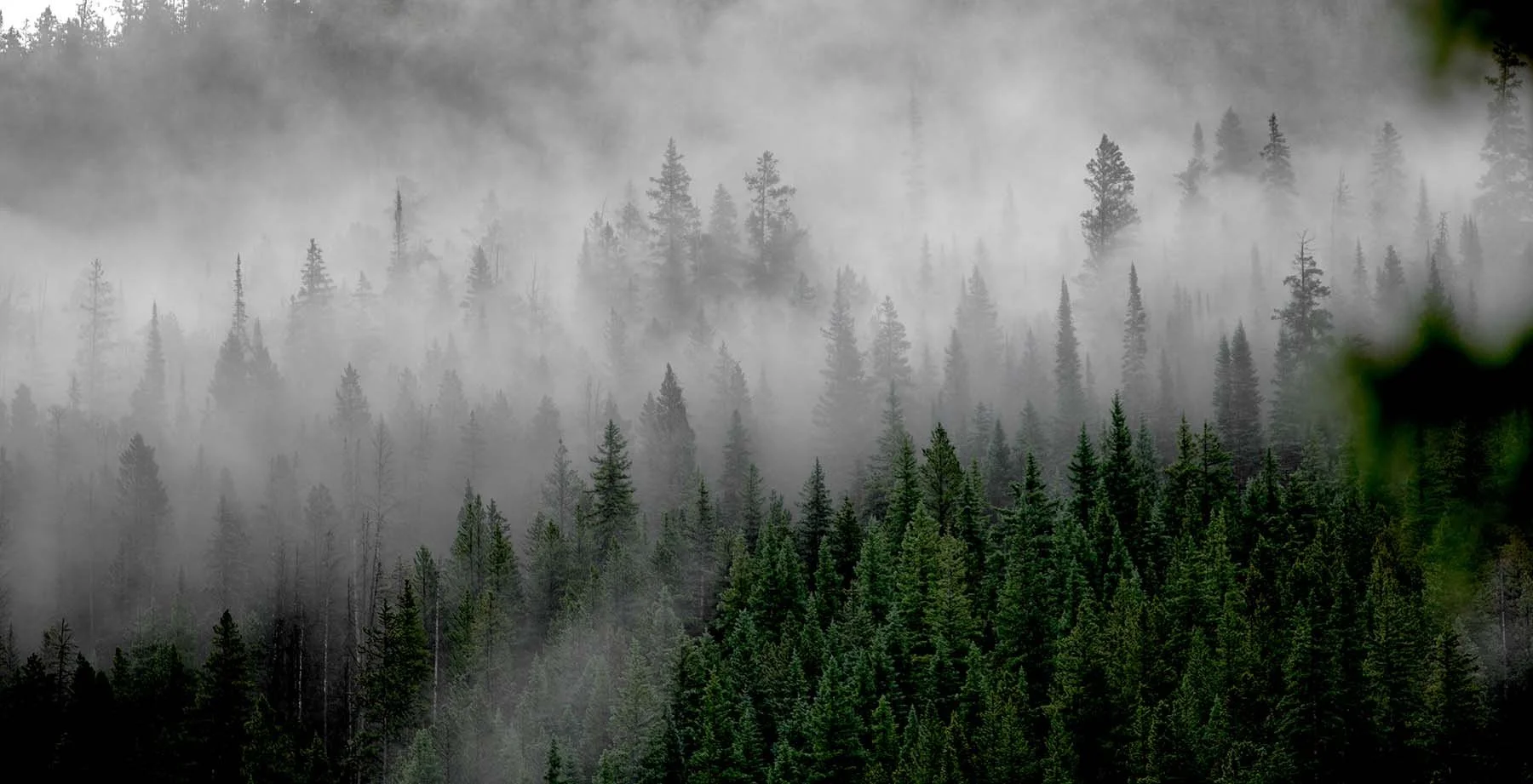 mountainfog-19f.jpg