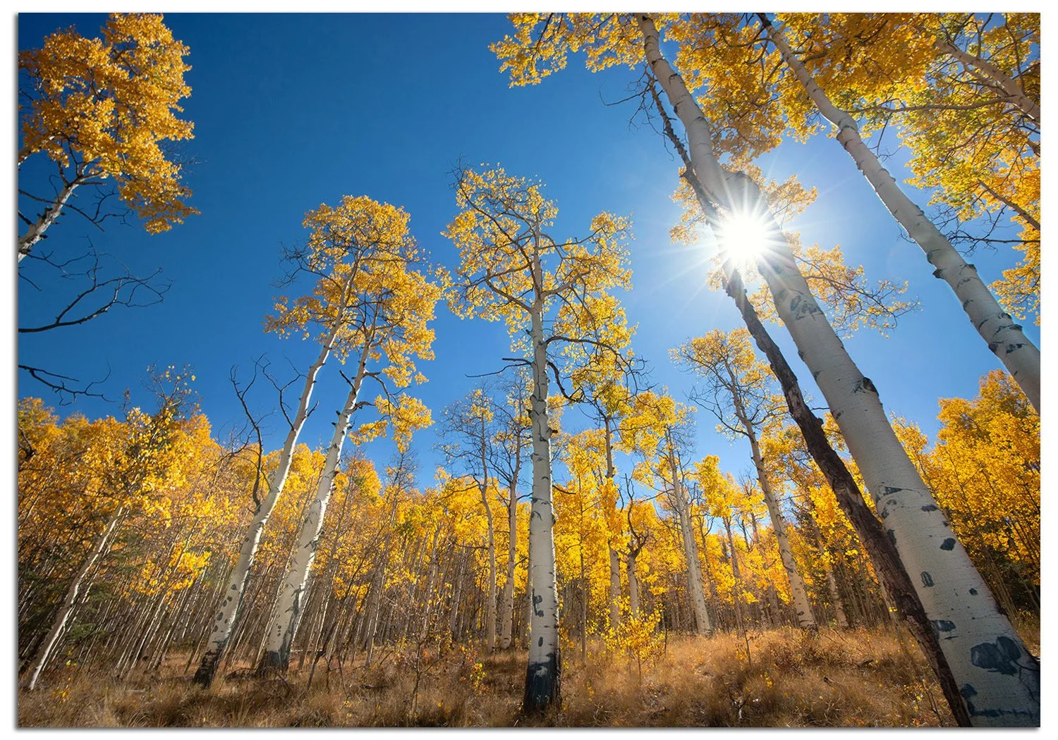 aspenburst-1.JPG