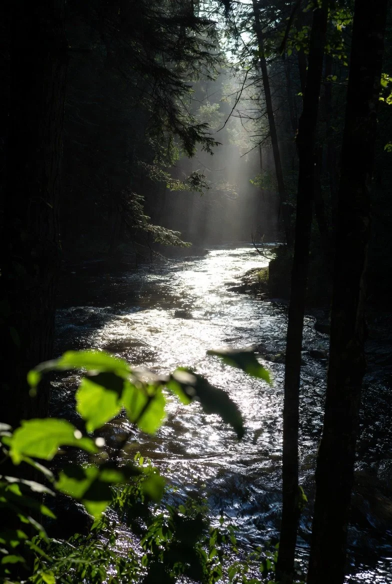 Sunlight filtering through dense trees illuminating a flowing creek in a forest.