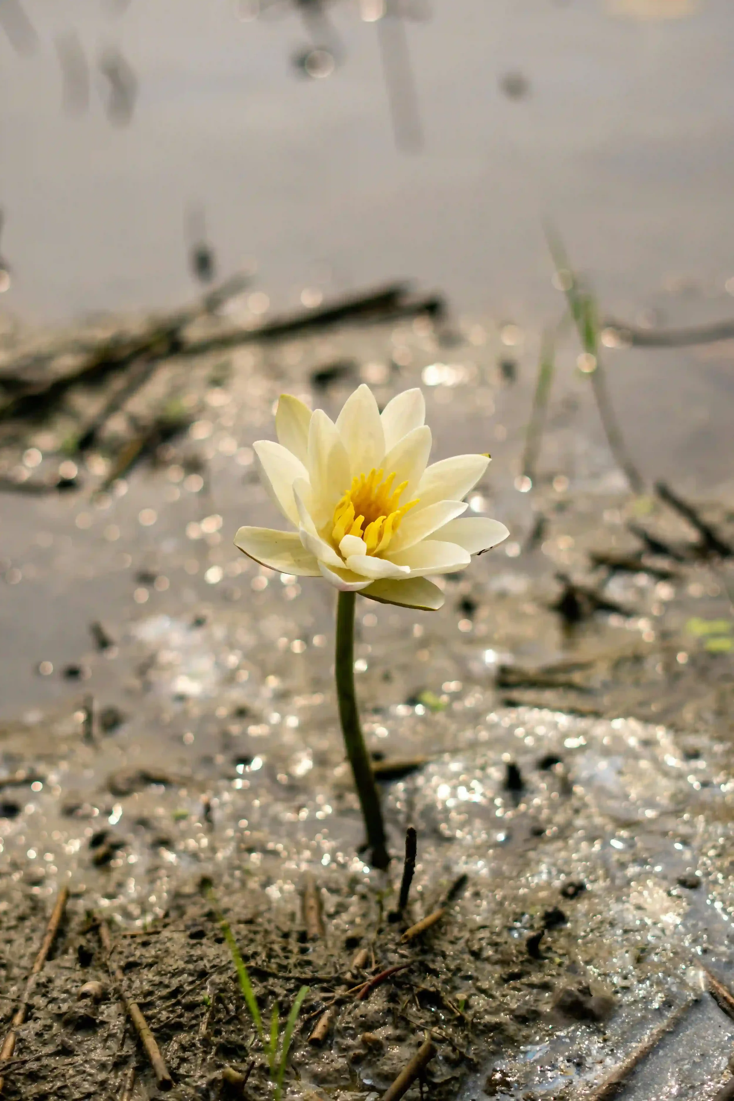 A white water lily with yellow center floating on a muddy pond with debris and small plants around.