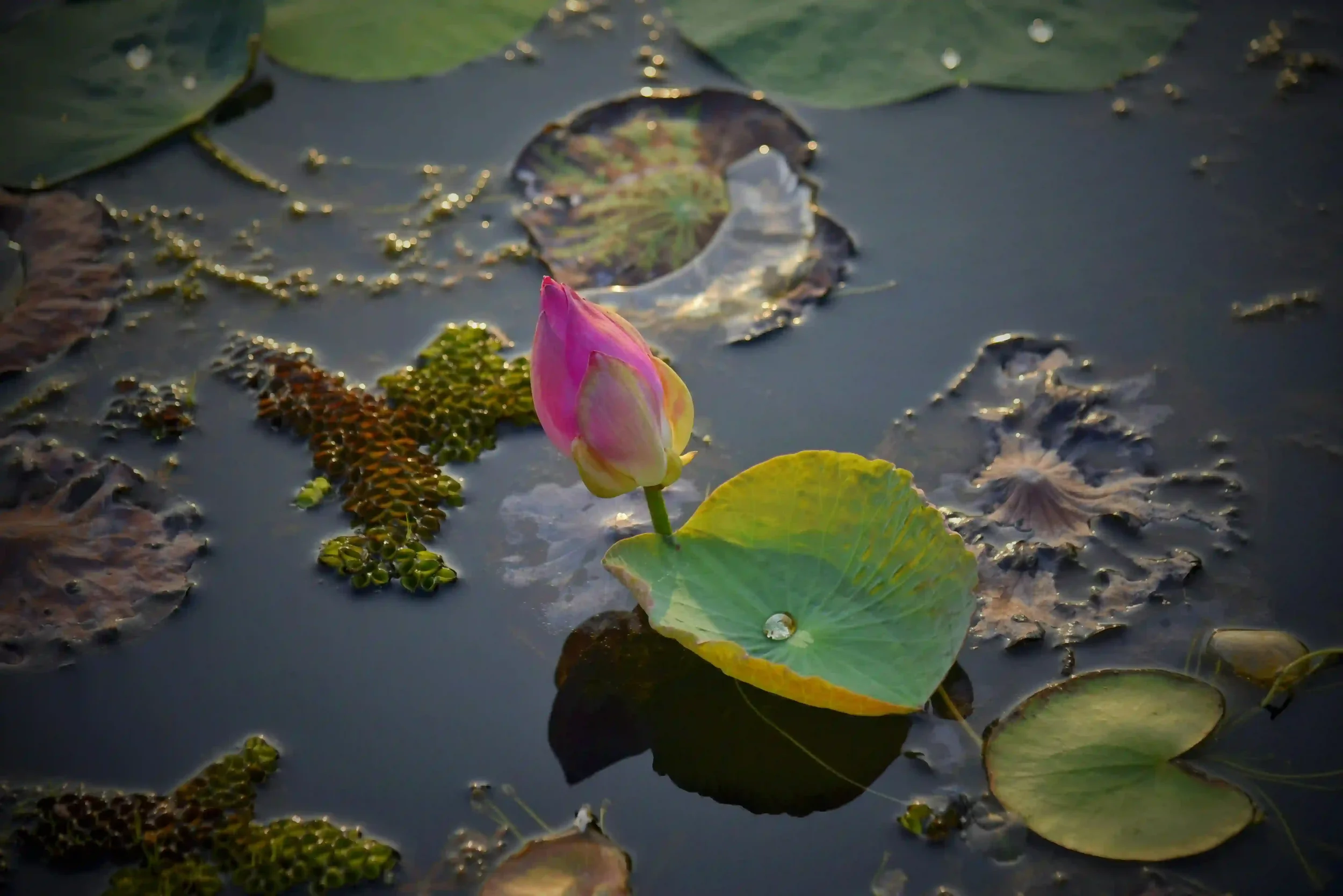 A pink water lily bud on a green lily pad floating in a pond surrounded by other lily pads and small aquatic plants.