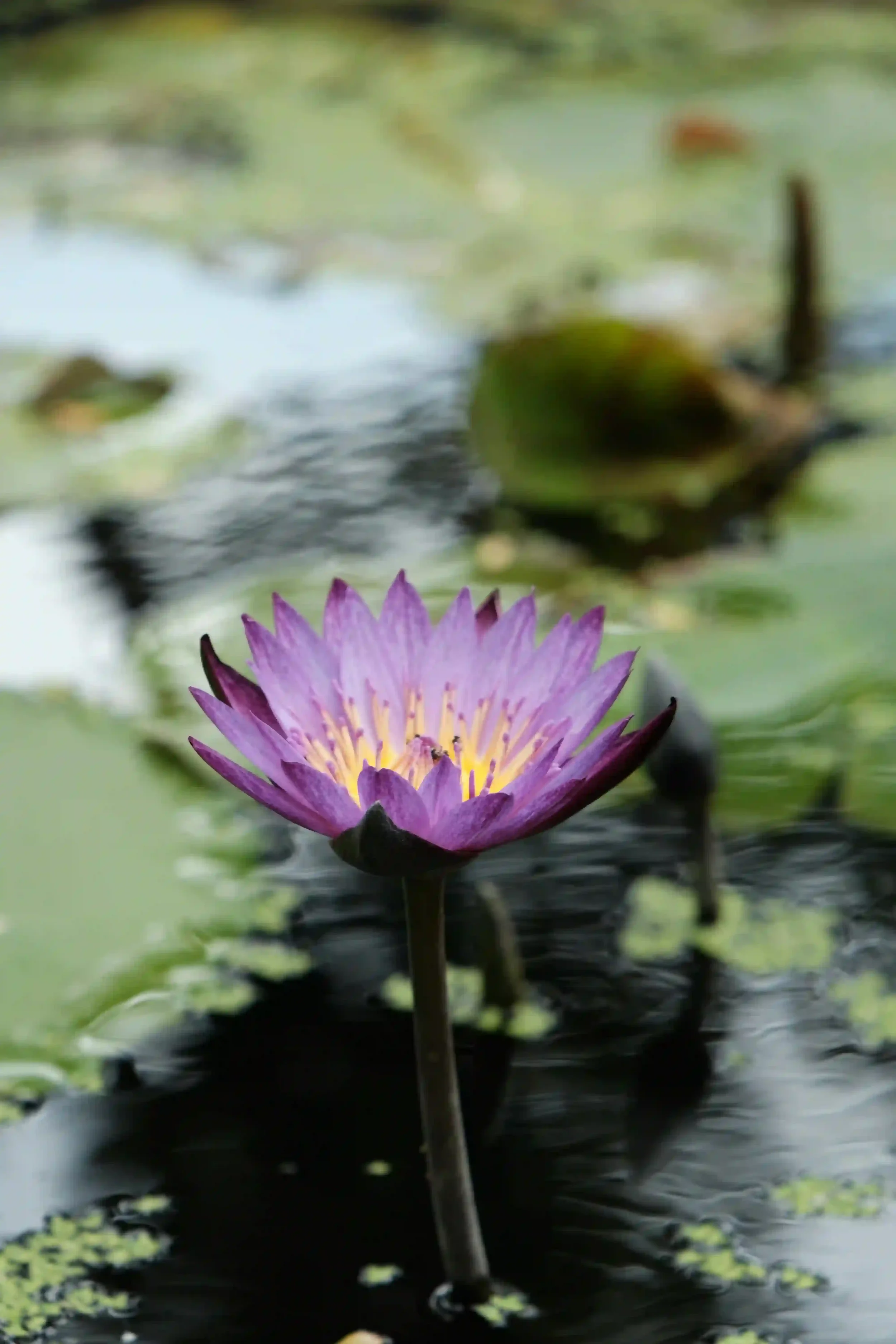 A purple water lily flower with yellow and purple petals floating on a pond, surrounded by lily pads and watery reflections.