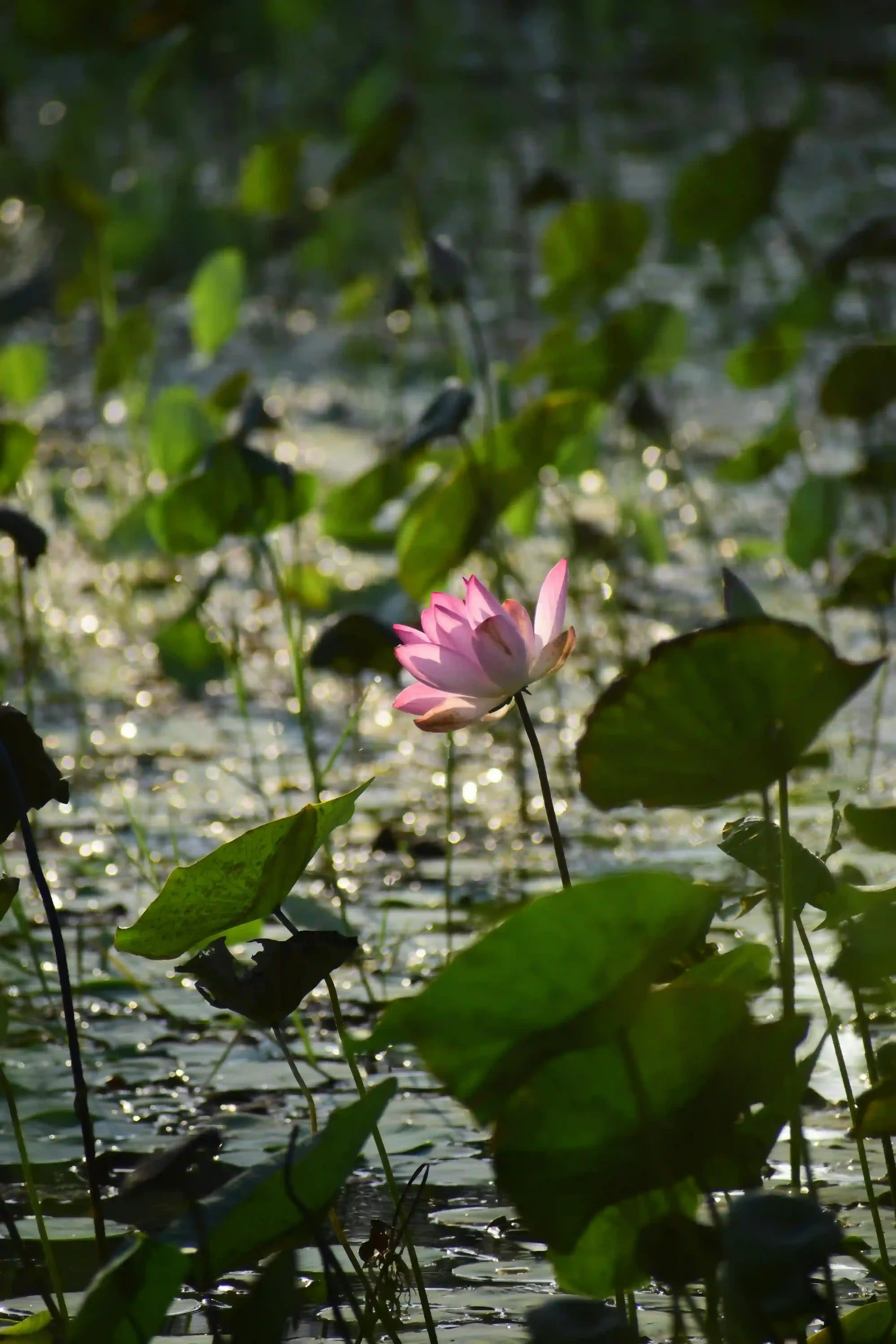 A pink water lily flower blooming among green lily pads on a pond, with sunlight reflecting off the water.