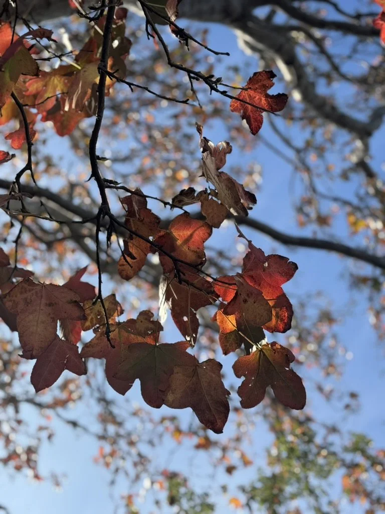 Close-up of autumn leaves on tree branches with a blue sky in the background.