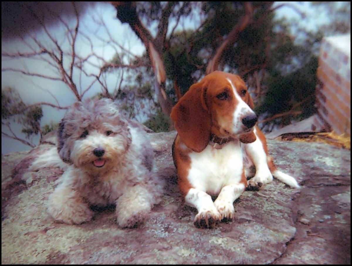 Two puppies, a fluffy light-colored one and a larger brown and white one, sitting on a rock outdoors surrounded by trees and foliage.