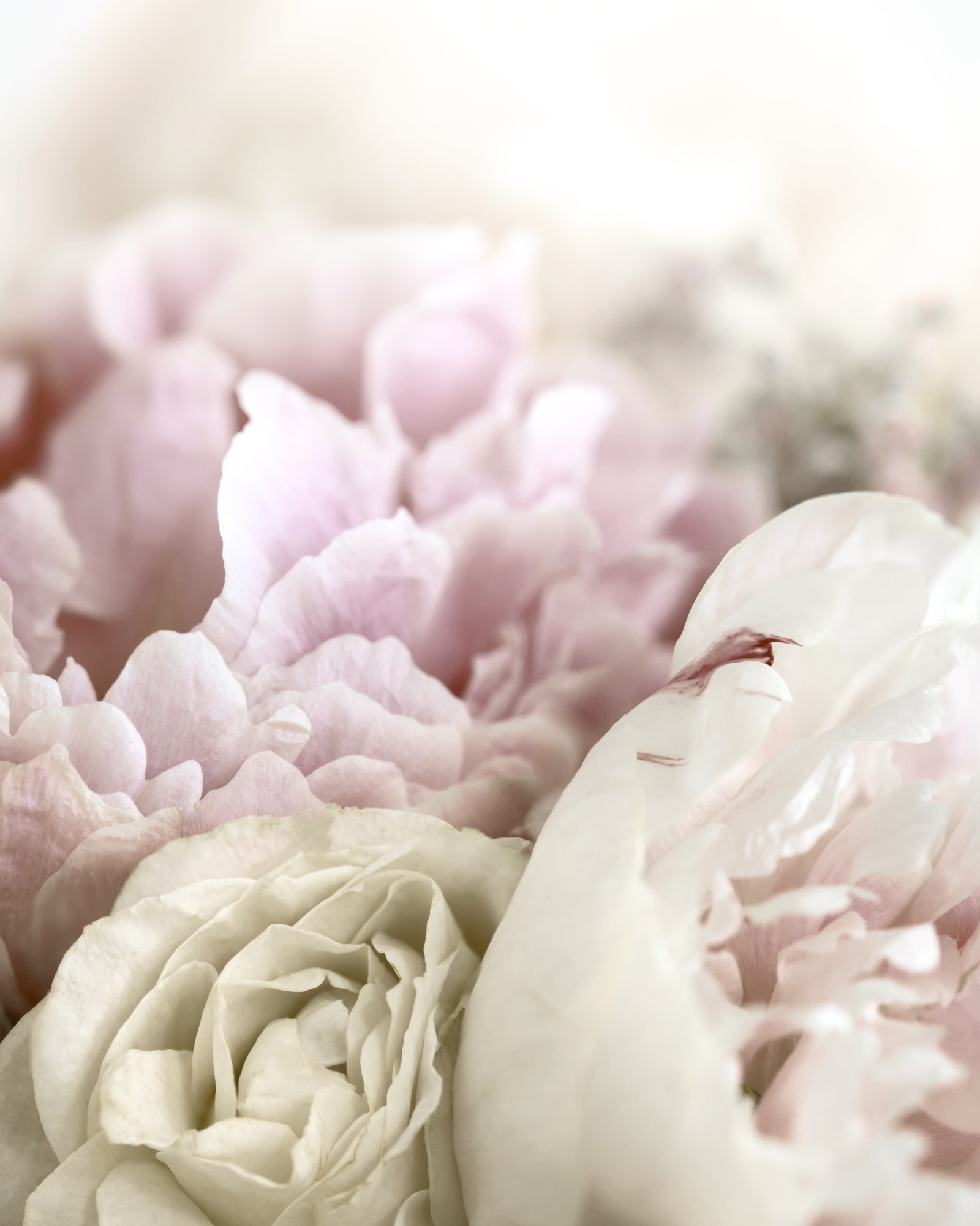 Close-up of soft white and pink flower petals, set beside the EMDR section.