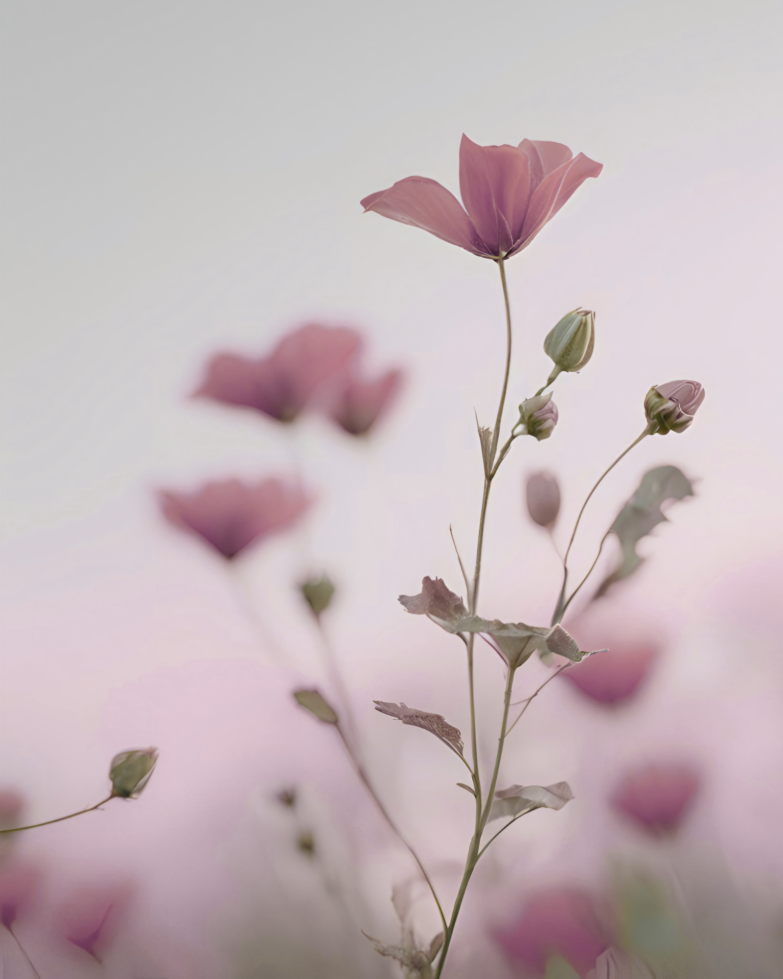 A soft-focus image of pink flowers with a light background, emphasizing a central flower in bloom.