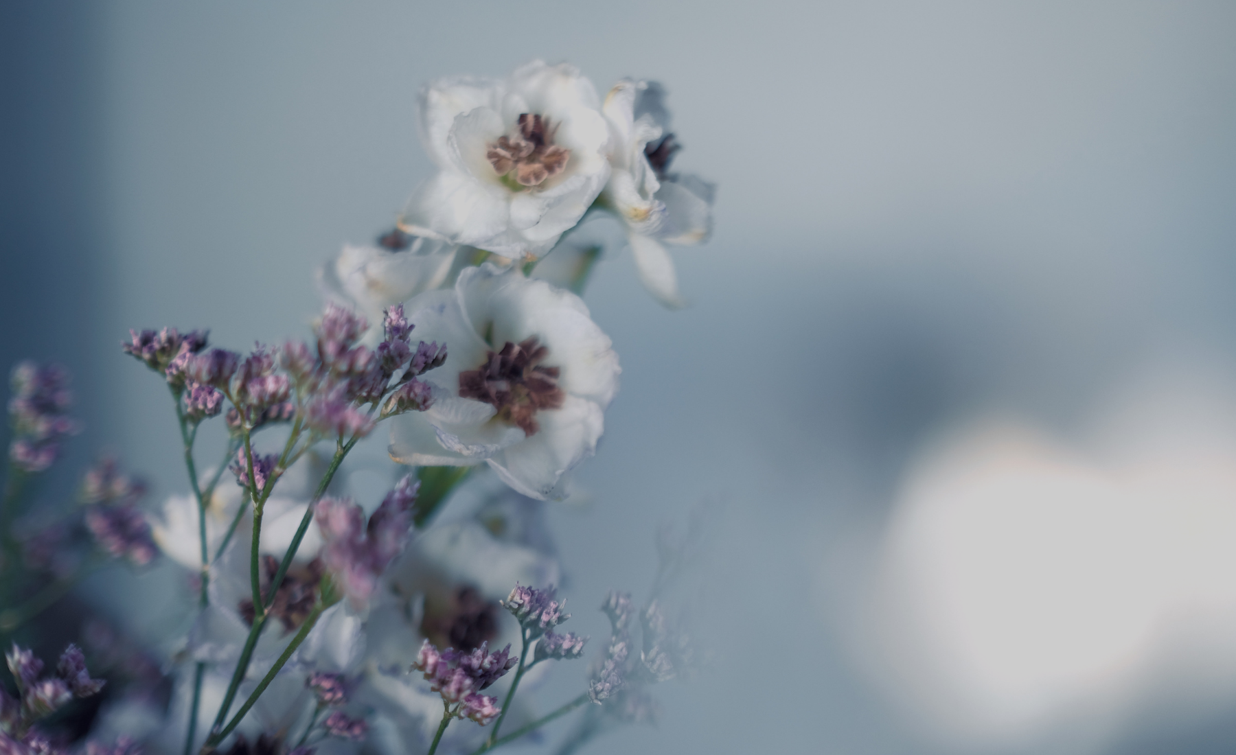 Close-up of white flowers with purple smaller flowers against a blurred blue background.