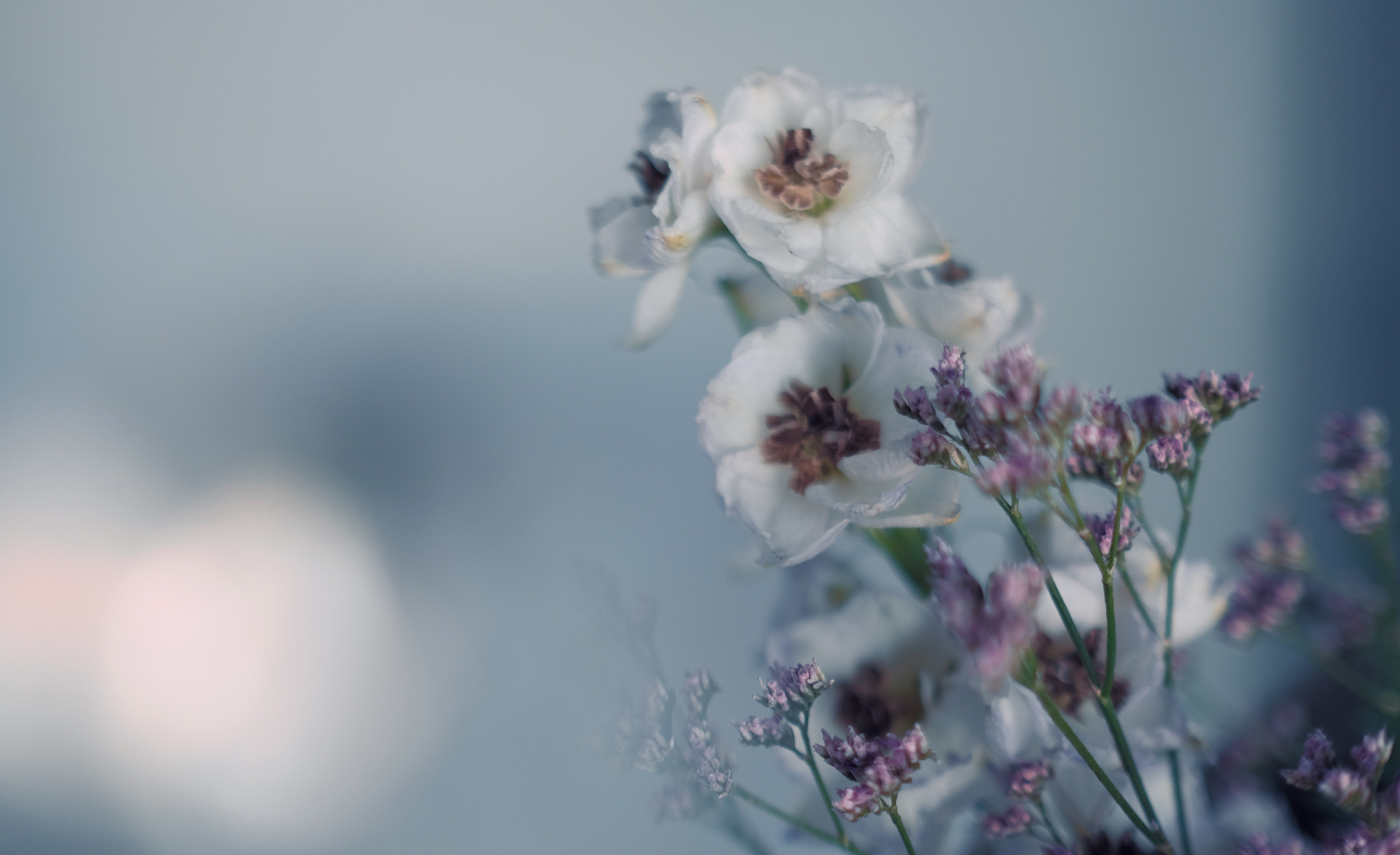 Close-up of white wildflowers with purple accents against a blurred background.