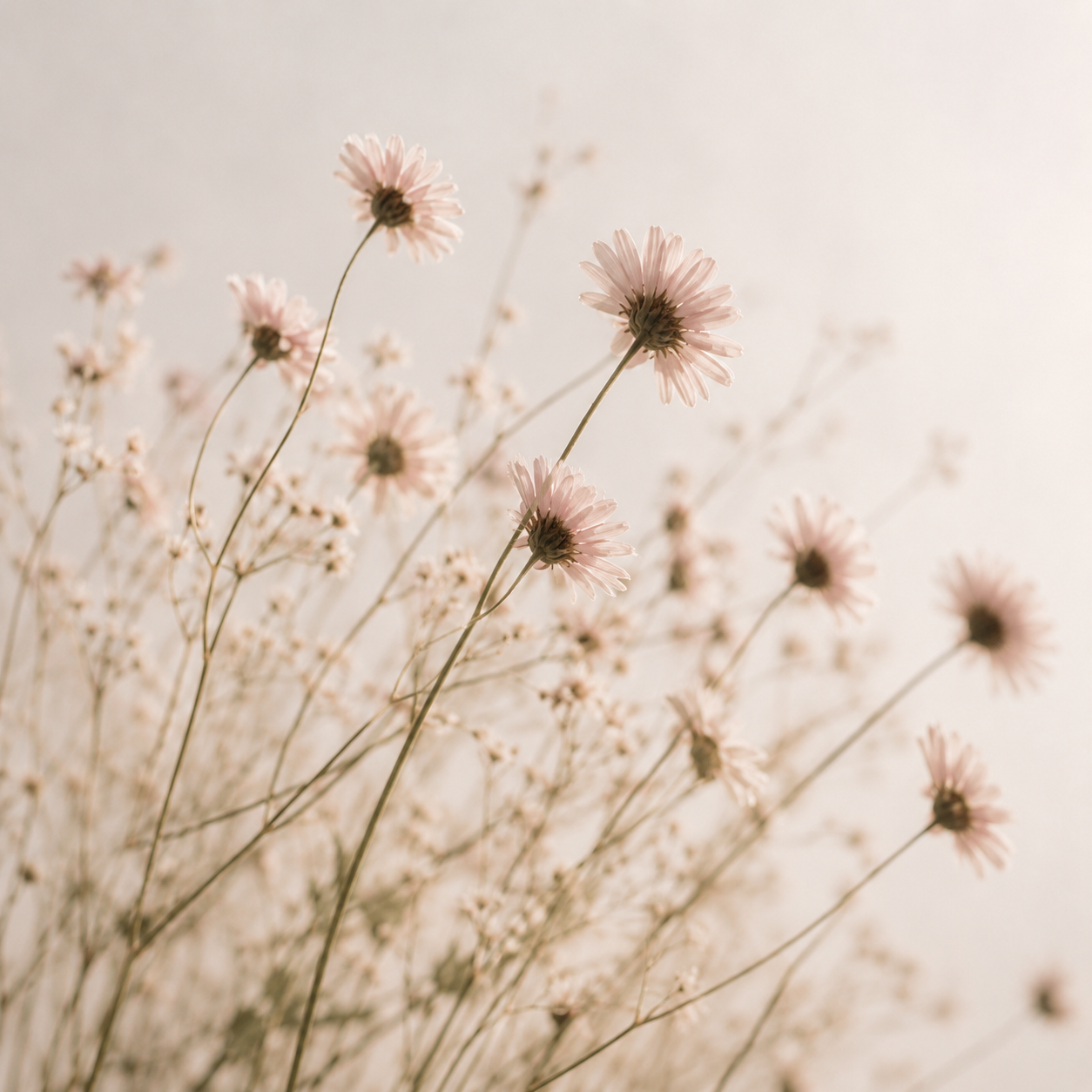 Close-up of pink daisies and baby's breath flowers against a soft, neutral background.
