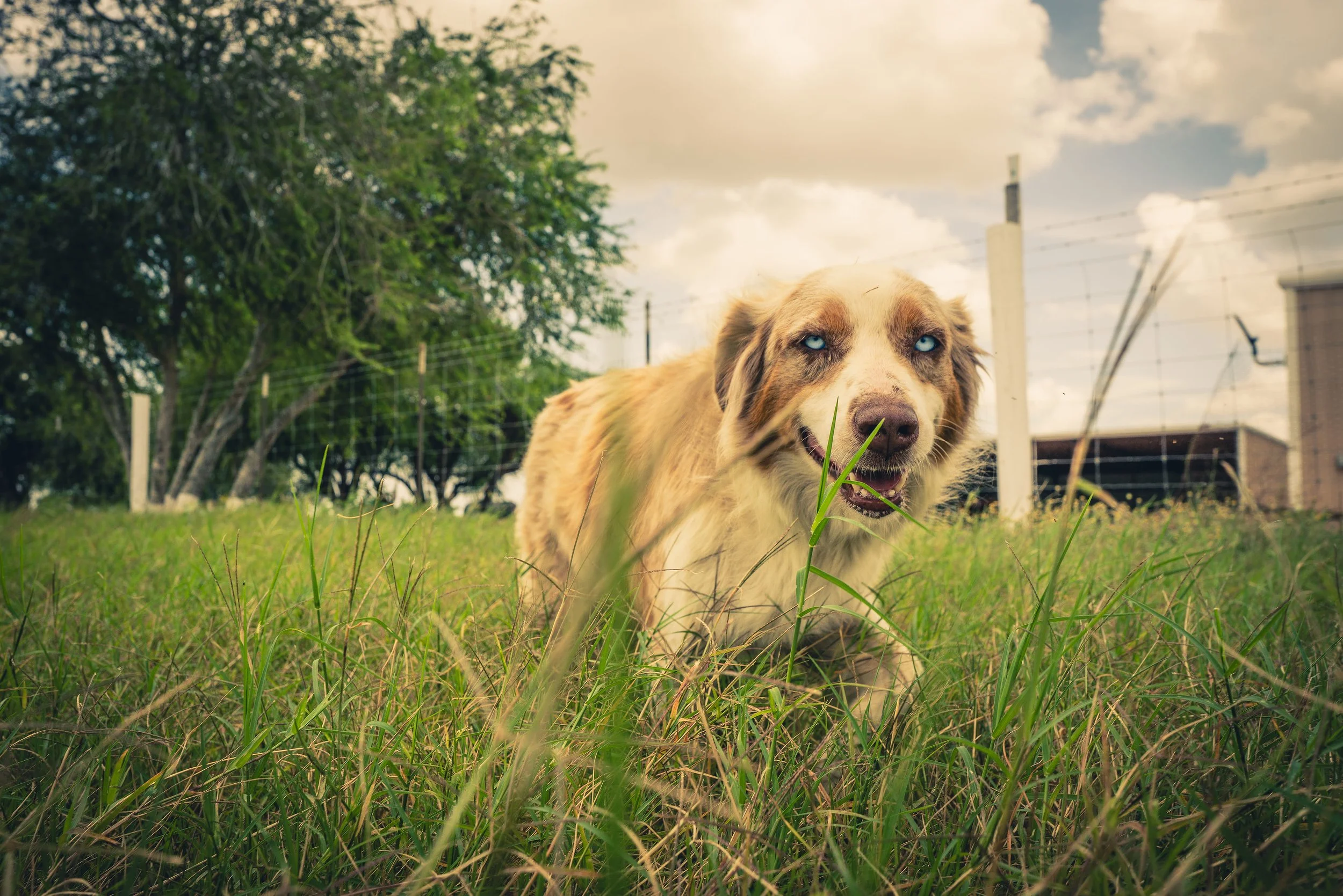 A dog with blue eyes and a tan coat running through green grass with trees and a cloudy sky in the background.