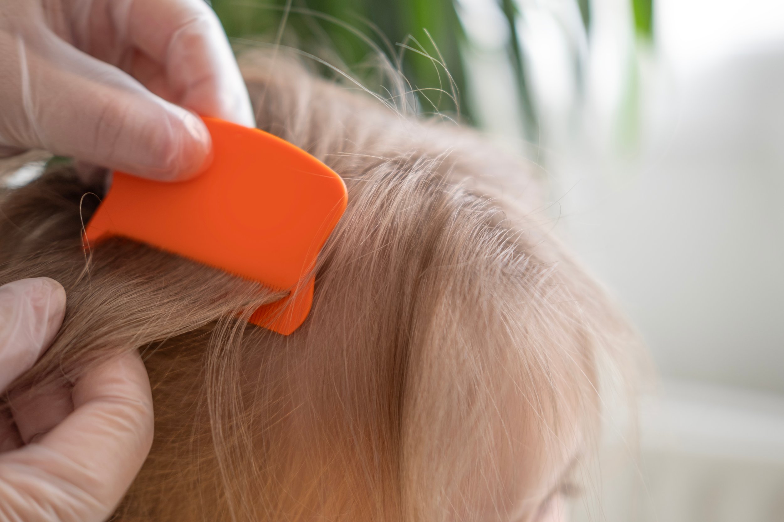 Person's hand grooming a dog's fur with an orange grooming tool.