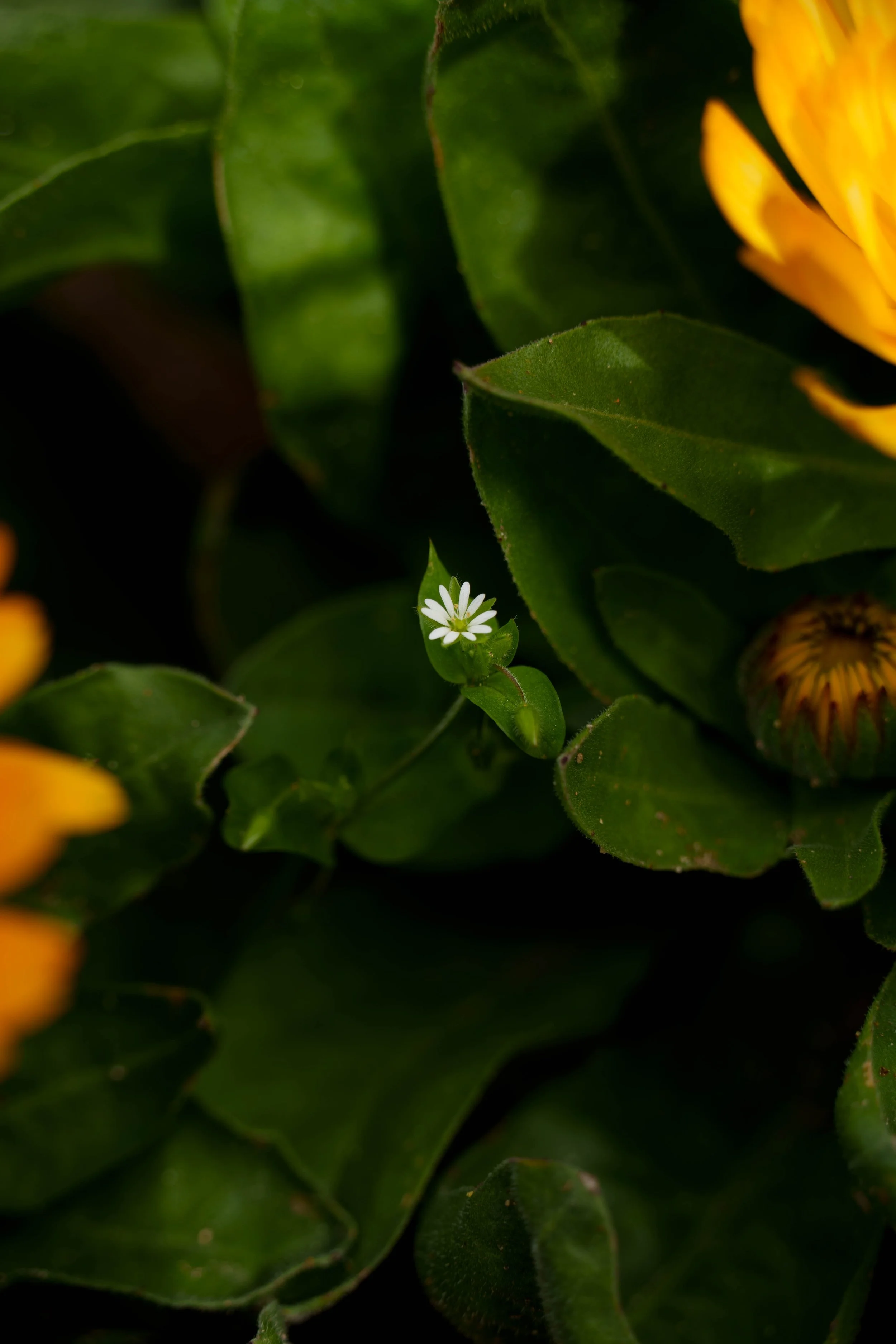 緑色の葉と白い小さな花、黄色い花びらの一部が見える植物のクローズアップ