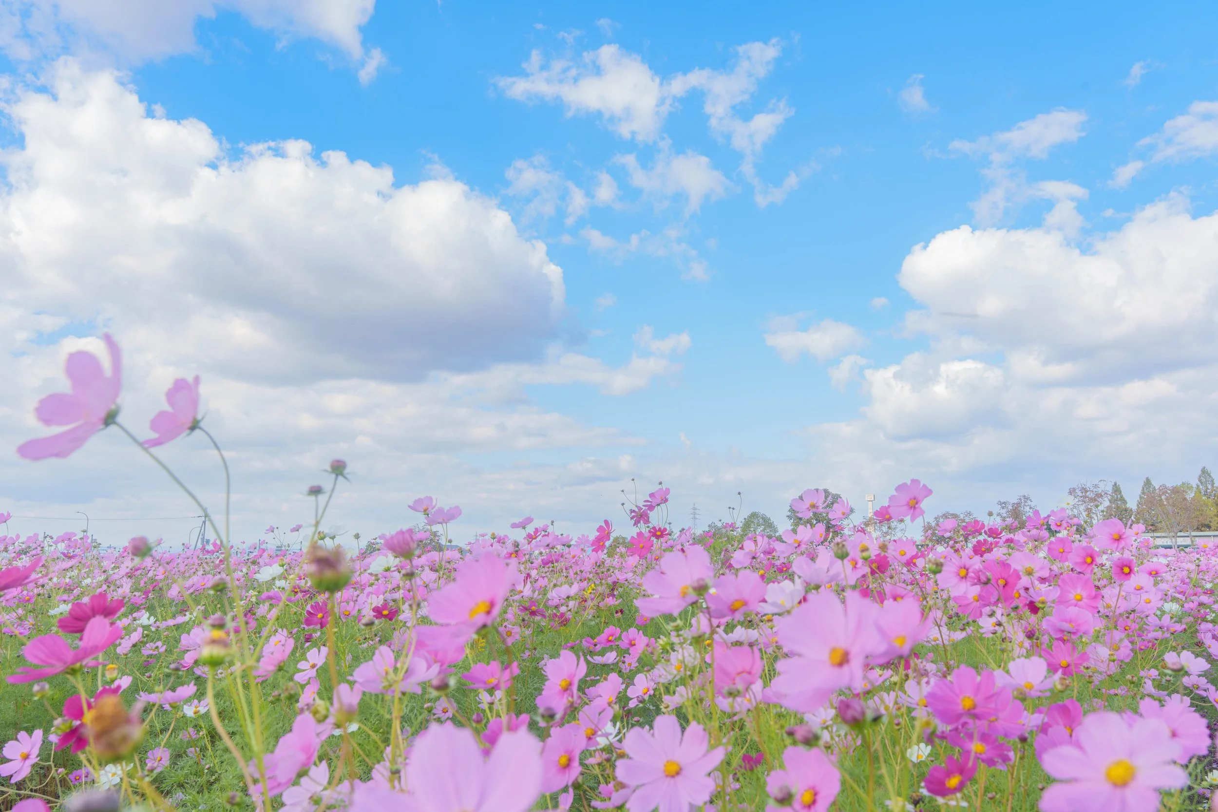青空と白い雲の空にピンク色のコスモスの花が広がる風景